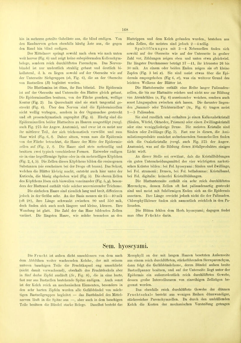 liiii in mehrere geteilte Gabeläste aus, die blind endigen. Von den Randnerven gehen ebenfalls häufig Äste aus, die gegen den Rand hin blind endigen. Der Mittelnerv springt sowohl nach oben wie nach unten weit hervor (Fig. 6) und zeigt keine subepidermalen Kollenchym- belege, sondern reich durchlüftetes Parenchym. Das Nerven- bündel ist nur undeutlich strahlig gebaut und deutlich bi- kollateral, d. h. es liegen sowohl auf der Oberseite wie auf der Unterseite Siebgruppen (si, Fig. 6), die an der Oberseite von Bastzellen (B) begleitet werden. Die Blattlamina ist dünn, ihr Bau bifacial. Die Epidermis ist auf der Oberseite und Unterseite des Blattes gleich gebaut. Die Epidermiszellen besitzen, von der Fläche gesehen, wellige Kontur (Fig. 2). Im Querschnitt sind sie stark tangential ge- streckt (Fig. 6). Über den Nerven sind die Epidermiszellen nicht wellig verbogen, sondern in der Organsachse gestreckt und oft prosenchymatisch zugespitzt (Fig. 4). Häufig sind die Epidermiszellen beider Blattseiten zu Haaren ausgestülpt (vergi. auch Fig. 275 der AngcAV. Anatomie), und zwar ist es meist nur ihr mittlerer Teil, der sich trichomatisch vorwölbt und zum Haar wird (Fig. 6, t). Daher sitzen, wenn man die Epidermis von der Fläche betrachtet, die Haare der Mitte der Epidermis- zellen auf (Fig. 2, /). Die Haare sind stets mehrzellig imd besitzen zwei typisch vei'schiedene Formen. Entweder endigen sie in eine kegelförmige Spitze oder in ein mehrzelliges Köpfchen (Fig. 2, 4, 5). Die Zellen dieses Köpfchens bilden die resinogenen Substanzen (sie erscheinen bei der Droge oft braun). Das Sekret, welches die Blätter klebrig macht, entsteht auch hier unter der Kuticula, die blasig abgehoben wird (Fig. 5). Die oberen Zellen des Köpfchens lösen sich bisweilen voneinander (Fig. 5, y), beson- ders der Blattrand enthält viele solcher secernierender Trichome. Die einfachen Haare sind ziemlich lang und breit, differieren jedoch in der Gröfse sehr. An der Basis messen sie 25—40mik (oft 28), ihre Länge schwankt zwischen 90 und 350 mik, doch finden sicli auch noch längere und kleine, kürzere. Ihre Wandung ist glatt. Die Zahl der das Haar bildenden Zellen variiert. Die längsten Haare, wie solche besonders an den Blattrippen und dem Kelch gefunden wurden, bestehen aus zehn Zellen, die meisten sind jedoch 2—4 zellig. Spaltöffnungen mit 3—4 Nebenzellen finden sich sowohl auf der Oberseite wie auf der Unterseite in grofser Zahl vor, Zählungen zeigen oben und unten etwa gleichviel. Ihr längster Durchmesser beträgt 37—41, ihr kürzester 26 bis 30 mik. An einem oder beiden Enden zeigen sie oft kleine Zapfen (Fig. 3 bei x). Sie sind meist etwas über die Epi- dermis emporgehoben (Fig 6, st), was ein weiterer Grund des leichten Welkens der Blätter ist. Die Blattoberseite enthält eine Reihe langer Palissaden- zellen, die bis zur Blattmitte reichen und nicht niu- zur Bildung von Atemhöhlen {a, Fig. 6) auseinander weichen, sondern auch sonst Längsspalten zwischen sich lassen. Die darunter liegen- den „Sammel- oder Trichterzellen {tz, Fig. 6) tragen meist 1—3 Palissaden. Sie sind rundlich und enthalten je einen Kalkoxalatkristall (Säulen, AVürfel, Oktaeder, Prismen) oder einen Zwillingskristall oder eine Aveniggliederige Druse. Die meisten Kristalle sind Säulen oder Zwillinge (Fig. 7). Fast nur in diesen, die Assi- milationsprodukte zunächst aufnehmenden Sammelzellen finden sich die Oxalatkristalle (vergl. auch Fig. 275 der Angew. Anatomie), was auf die Bildung dieses Abfallproduktes einiges Licht wirft. An dieser Stelle sei erwähnt, dafs die Kristallbildungen ein gutes Unterscheidungsmittel der vier wichtigsten narkoti- schen Kräuter bilden: bei Fol. hyoscyami: Säulen und Zwillinge, bei Fol. stramonii: Drusen, bei Fol. belladonnae: Kristallsand, bei Fol. digitalis: keinerlei Kristallbildungen. Die Blattunterseite enthält ein sehr reich durchlüftetes Mei'enchym, dessen Zellen oft fast palissadenartig gestreckt sind und meist mit fufsförmigen Enden sich an die Epidermis ansetzen. Ihre Länge erreicht jedoch nicht die der Palissaden. Chlorophyllkörner finden sich namentlich reichlich in den Pa- lissaden. Die Blüten fehlen dem Herb, hyoscyami; dagegen findet man öfter Früchte darin. Sem. hyoscyami. Die Frucht ist aufsen dicht umschlossen von dem nach dem Abblühen weiter wachsenden Kelche, der mit seinem unteren bauchigen Teile die Fruchtkapsel eng umschliefst (nicht damit verwachsend), oberhalb des Fruchtdeckels aber in fünf derbe Zipfel ausläuft {Se, Fig. 8), die in eine harte, fast nur aus Bastzellen bestehende Spitze endigen. Auch sonst ist der Kelch reich an mechanischen Elementen, besonders in den sehr harten Zipfeln werden alle Gefäfsbündel von mäcli- tigen Bastzellgruppen begleitet — das Bastbündel des Mittel- nerven läuft in die Spitze aus —, aber auch in dem bauchigen Teile besitzen die Bündel starke Belege. Daselbst besteht das Mesophyll an der mit langen Haaren besetzten Aufsenseite aus einem reich durchlüfteten, stärkeführenden Sternparenchym, dann folgt die Gefäfsbündelzone, deren Bündel aufsen breite Bastzellpanzer besitzen, und auf der Unterseite liegt unter der Epidermis ein aufserordentlich reich durchlüftetes Gewebe, dessen grofse Intercelluraren von einreihigen Zellzügen be- grenzt werden. Das ebenfalls reich durchlüftete Gewebe der dünnen Fruchtschale besteht aus wenigen Reihen dünnwandiger, stärkereicher Parenchymzellen. Da durch den umhüllenden Kelch die Kosten der mechanischen Versteifung getragen