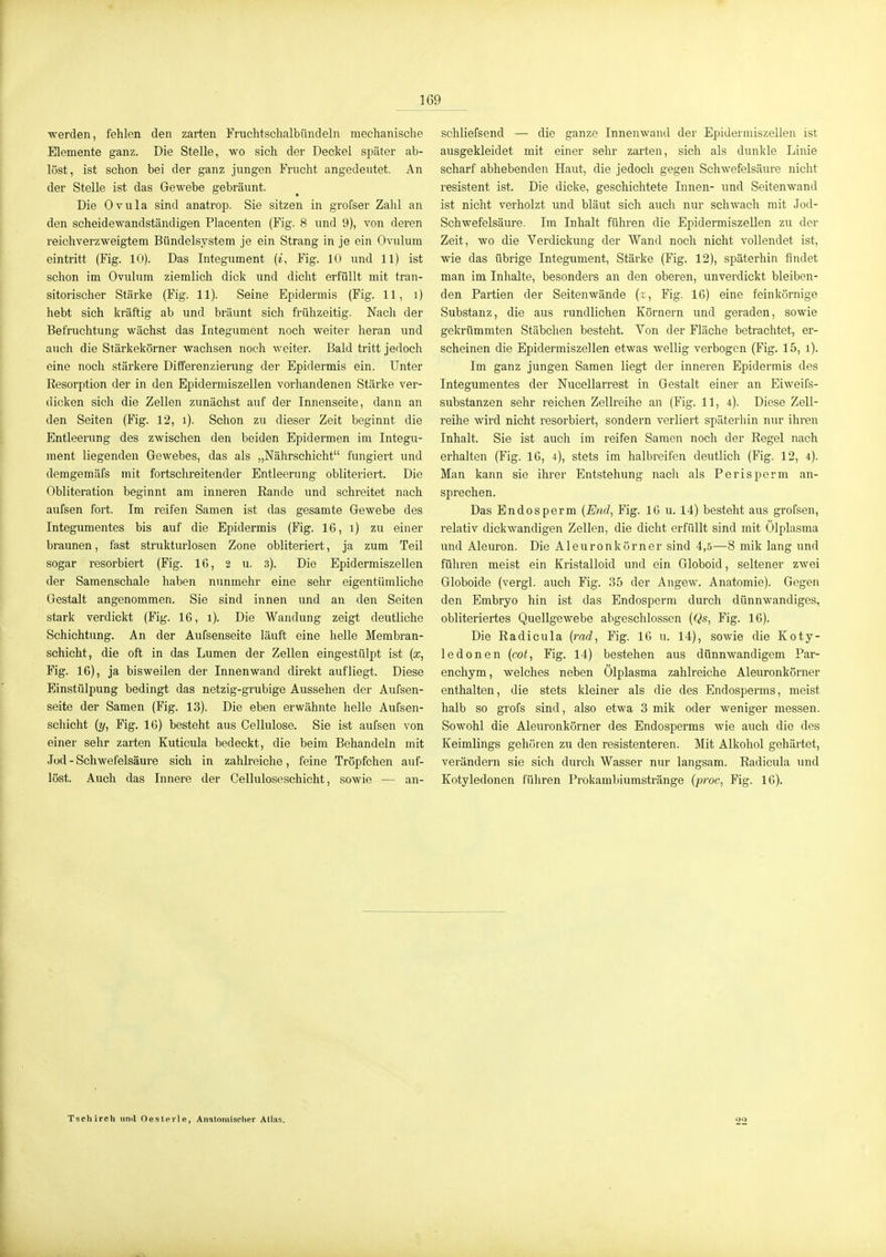 werden, fehlen den zarten Fruchtschalbündeln mechanische Elemente ganz. Die Stelle, wo sich der Deckel später ab- löst, ist schon bei der ganz jungen Frucht angedeutet. An der Stelle ist das Gewebe gebräunt. Die Ovula sind anatrop. Sie sitzen in grofser Zahl an den scheidewandständigen Placenten (Fig. 8 und 9), von deren reichverzweigtem Bündelsystem je ein Strang in je ein Ovulum eintritt (Fig. 10). Das Integument (^, Fig. 10 und 11) ist schon im Ovulum ziemlich dick und dicht erfüllt mit tran- sitorischer Stärke (Fig. 11). Seine Epidermis (Fig. 11, i) hebt sich kräftig ab und bräunt sich frühzeitig. Nach der Befruchtung wächst das Integument noch weiter heran und auch die Stärkekörner wachsen noch weiter. Bald tritt jedoch eine noch stärkere Differenzierung der Epidermis ein. Unter Resorption der in den Epidermiszellen vorhandenen Stärke ver- dicken sich die Zellen zunächst auf der Innenseite, dann an den Seiten (Fig. 12, i). Schon zu dieser Zeit beginnt die Entleerung des zwischen den beiden Epidermen im Integu- ment liegenden Gewebes, das als „Nährschicht fungiert und demgemäfs mit fortschreitender Entleerung obliteriert. Die Obliteration beginnt am inneren Rande und schreitet nach aufsen fort. Im reifen Samen ist das gesamte Gewebe des Integumentes bis auf die Epidermis (Fig. 16, i) zu einer braunen, fast strukturlosen Zone obliteriert, ja zum Teil sogar resorbiert (Fig. 16, 2 u. 3). Die Epidermiszellen der Samenschale haben nunmehr eine sehr eigentümliche Gestalt angenommen. Sie sind innen und an den Seiten stark verdickt (Fig. 16, i). Die Wandung zeigt deutliche Schichtung. An der Aufsenseite läuft eine helle Membran- schicht, die oft in das Lumen der Zellen eingestülpt ist (x, Fig. 16), ja bisweilen der Innenwand direkt aufliegt. Diese Einstülpung bedingt das netzig-grubige Aussehen der Aufsen- seite der Samen (Fig. 13). Die eben erwähnte helle Aufsen- sehicht (y, Fig. 16) besteht aus Cellulose. Sie ist aufsen von einer sehr zarten Kutieula bedeckt, die beim Behandeln mit Jud - Schwefelsäure sich in zahlreiche, feine Tröpfchen auf- löst. Auch das Innere der Cellulose Schicht, sowie — an- schliefsend — die ganze Innenwand der Epidermiszellen ist ausgekleidet mit einer sehr zarten, sich als dunkle Linie scharf abhebenden Haut, die jedoch gegen Schwefelsäure nicht resistent ist. Die dicke, geschichtete Innen- und Seitenwand ist nicht verholzt und bläut sich auch nur schwach mit Jod- Schwefelsäure. Im Inhalt fühi-en die Epidermiszellen zu der Zeit, wo die Verdickung der Wand noch nicht vollendet ist, wie das übrige Integument, Stärke (Fig. 12), späterhin findet man im Inhalte, besonders an den oberen, unverdickt bleiben- den Partien der Seitenwände (;, Fig. 16) eine feinkörnige Substanz, die aus rundlichen Körnern und geraden, sowie gekrümmten Stäbchen besteht. Yon der Fläche betrachtet, er- scheinen die Epidermiszellen etwas wellig verbogen (Fig. 15, i). Im ganz jungen Samen liegt der inneren Epidermis des Integumentes der Nucellarrest in Gestalt einer an Eiweifs- substanzen sehr reichen Zellreihe an (Fig. 11, 4). Diese Zell- reihe wird nicht resorbiert, sondern verliert späterlün nur ihren Inhalt. Sie ist auch im reifen Samen noch der Regel nach erhalten (Fig. 16, 4), stets im halbreifen deutlich (Fig. 12, 4). Man kann sie ihrer Entstehung nach als Perisperm an- sprechen. Das Endosperm {End, Fig. 16 u. 14) besteht aus grofsen, relativ dickwandigen Zellen, die dicht erfüllt sind mit Ölplasma xmd Aleuron. Die Aleuronkörner sind 4,5—8 mik lang und führen meist ein Kristalloid und ein Globoid, seltener zwei Globoide (vergl. auch Fig. 35 der Angew. Anatomie). Gegen den Embryo hin ist das Endosperm durch dünnwandiges, obliteriertes Quellgewebe abgeschlossen {Qs, Fig. 16). Die Radicula {rad, Fig. 16 u. 14), sowie die Koty- ledonen {cot, Fig. 14) bestehen aus dünnwandigem Par- enchym, welches neben Ölplasma zahlreiche Aleuronkörner enthalten, die stets kleiner als die des Endosperms, meist halb so grofs sind, also etwa 3 mik oder weniger messen. Sowohl die Aleuronkörner des Endosperms wie auch die des Keimlings gehören zu den resistenteren. Mit AUcohol gehärtet, verändern sie sich durch Wasser nur langsam. Radicula imd Kotyledonen führen Prokambiumstränge {proc, Fig. 16). Tschirch iiml Oesterle, Anatomischer Atlas. 22