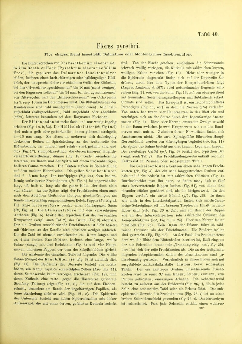 Flores pyrethri. Flor. Chrysanthemi inseotioidi, Dalmatiner oder Montenegriner Insektenpulver. Die Blütenkörbchen von Chrysanthemum cinerariae- folium Benth. et Hook (Pyrethrum cinerariaefolium Trev.), die gepulvert das Dalmatiner Insektenpulver bilden, besitzen einen breit-eiförmigen oder halbkugeligen Hüll- kelch, der, entsprechend der verschiedenen Gröfse der Körbchen, bei den Crivoscianer „geschlossenen bis 10 mm (meist weniger), bei den Ragusaner „offenen bis 14 mm, bei den „geschlossenen von Cittavecchia und den „halbgeschlossenen von Cittavecchia bis 9, resp. 10 mm im Durchmesser mifst. Die Blütenkörbchen der Handelsware sind bald unaufgeblüht (geschlossen), bald halb- aufgeblüht (halbgeschlossen), bald aufgeblüht oder abgeblüht (offen), letzteres besonders bei dem Ragusaner Körbchen. Der Blütenboden ist meist flach und nur wenig kegelig erhoben (Fig. 1 \i.2,blb). Die Hüllkelchblätter (M, Fig 1 u.2) sind aufsen gelb oder gelbbräunlich, innen glänzend strohgelb, 4—10 mm lang. Sie sitzen in mehreren sich dachziegelig deckenden Reihen in Spiralstellung an der Aufsenseite des Blütenbodens, die unteren sind relativ stark gekielt, kurz und dick (Fig. 17), stumpf-lanzettlich, die oberen (inneren) länglich- verkehrt-lanzettförmig, dünner (Fig. 18), beide, besonders die letzteren, am Rande und der Spitze mit einem trockenhäutigen, helleren Saume versehen. Die Blüten stehen in Spiralstellung auf dem nackten Blütenboden. Die gelben Scheiben bluten sind 5—6 mm lang. Ihr fünfrippiger (Fig. 24), oben keulen- förmig verbreiterter Fruchtknoten (fk, Fig. 4) ist ungewöhnlich lang, oft halb so lang als die ganze Blüte oder doch niclit viel kürzer. An der Spitze trägt der Fruchtknoten einen auch nach dem Abblühen bleibenden häutigen, glockenförmigen, am Rande unregelmäfsig eingeschnittenen Kelch, Pappus (Pa, Fig. 4). Die lange Kronenröhre besitzt einen fünf lappigen Saum (Pe, Fig. 4). Die Staminalröhre mit den verwachsenen Antheren (Fig. 5) besitzt den typischen Bau der verwandten Kompositen (vergl. auch Taf. 2), der Griffel (Fig. 8) ebenfalls. Der ein Ovulum umschliefsende Fruchtknoten ist dicht besetzt mit Öldrüsen, an der Korolle sind dieselben weniger zahlreich. Die die Zahl 20 niemals erreichenden ca. 15 mm langen und ca. 4 mm breiten Randblüten besitzen eine lange, weifse Fahne (Zunge) mit drei Endzähnen (Fig. 3) und vier Haupt- nerven und einen Pappus, der dem der Scheibenblüten gleicht. Die Anatomie der einzelnen Teile ist folgende: Die weifse Fahne (Zunge) der Randblüten (Pe, Fig. 3) ist ziemlich dick (Fig. 11). Die Epidermis der Oberseite besteht aus relativ hohen, ein wenig papillös vorgestülpten Zellen {Epo, Fig. 11), deren Seitenwände kaum verbogen erscheinen (Fig. 12), und deren Kuticula eine zarte, gegen die Haarspitze gerichtete Streifung (Faltung) zeigt (Fig. 11, x), die auf dem Flächen- sclmitt, besonders am Rande der kegelförmigen Papillen, als feine Strichelung sichtbar wird (Fig. 12, x). Die Epidermis der Unterseite besteht aus hohen Epidermiszellen mit dicker Aufsenwand, die mit einer derben, gefalteten Kuticula bedeckt sind. Von der Fläche gesehen, erscheinen die Seitenwände schwach wellig verbogen, die Kuticula mit zahlreichen kurzen, welligen Falten versehen (Fig. 13). Mehr oder weniger in die Epidermis eingesenkt finden sich auf der Unterseite Öl- drüsen, deren Bau dem Typus der Kompositendrüsen folgt (Angew. Anatomie S. 467): zwei nebeneinander liegende Zell- reihen (Fig. 11, oed, von der Seite, Fig. 13, oed, von oben gesehen) mit terminalem Sezernierungszellenpaar und Subkuticularsekret. Stomata sind selten. Das Mesophyll ist ein reichdurchlüftetes Parenchym (Fig. 11, par), in dem die Nerven (gfb) verlaufen. Von unten her treten vier Hauptnerven in das Blatt ein und vereinigen sich an der Spitze durch drei bogenförmige Anasto- mosen (Fig. 3). Diese vier Nerven entsenden Zweige sowohl in den Raum zwischen je zwei Hauptnerven wie von den Rand- nerven nach aufsen. Zwischen diesen Nervenästen finden sich Anastomosen nicht. Die zarte Spiralgefäfse führenden Haupt- Nervenbündel werden von Sekretgängen begleitet {scb, Fig. 11). Die Spitze der Fahne besteht aus drei kurzen, kegeligen Lappen. Der zweiteilige Gritfel {grf, Fig. 3) besitzt den typischen Bau (vergl. auch Taf. 2). Das Fruchtknotengewebe enthält reichlich Kalkoxalat in Prismen oder sechsseitigen Tafeln. Die Scheibenblüten besitzen einen sehr langen Frucht- knoten (fk, Fig. 4), der ein sehr langgestrecktes Ovulum ent- hält und dicht bedeckt ist mit zahlreichen Öldrüsen (Fig. 4). Durchschneidet man ihn quer, so findet man, dafs er fünf stark hervortretende Rippen besitzt (Fig. 24), von denen drei einander stärker genähert sind, als die übrigen zwei. In den Rippen verläuft ein zartes Bündel (gfb, Fig. 23). In ilmen wie auch in den Interkostalpartien finden sich milchröhren- artige Sekretgänge, oft mit braunen Tropfen im Inhalt, in ziem- licher Zahl (sc&, Fig. 23 u. 24), und am Rande der Rippen wie an den Interkostalpartien sehr zahlreiche Öldrüsen des Kompositentypus (oed, Fig. 23 u. 24). Über den Nerven fehlen dieselben (Fig. 25). Kein Organ der Pflanze führt so zahl- reiche Öldrüsen als der Fruchtknoten. Die Epidermiszellen sind gestreckt (Ep, Fig. 25). An der Basis des Fruchtknotens, dort wo die Blüte dem Blütenboden inseriert ist, läuft ringsum der aus Sclereiden bestehende „Trennungsring (sei, Fig. 25); dort löst sich der reife Fruchtknoten ab. Die an der Aufsenseite liegenden subepidermalen Zellen des Fruchtknotens sind pa- lissadenartig gestreckt. Vornehmlich in ihnen finden sich gut ausgebildete Kalkoxalatkristalle, Prismen, bezw. sechsseitige Tafeln. Der ein anatropes Ovulum umschliefsende Frucht- knoten wird zu einer 3,5 mm langen, derben, kantigen, vom Pappus gekrönten, einsamigen Achaene. Die Achaenenwand besteht zu äufserst aus der Epidermis (Fig. 26, i), die in jeder Zelle eine sechsseitige Tafel oder ein Prisma führt. Das sub- epidermale Gewebe des Fruchtknotens (Fig. 23, 2) ist zu einer breiten Sclereidenschicht geworden (Fig. 26, 2). Das Parenchym ist sclerotisiert. Fast jede Sclereide enthält einen wohlaus- 22*