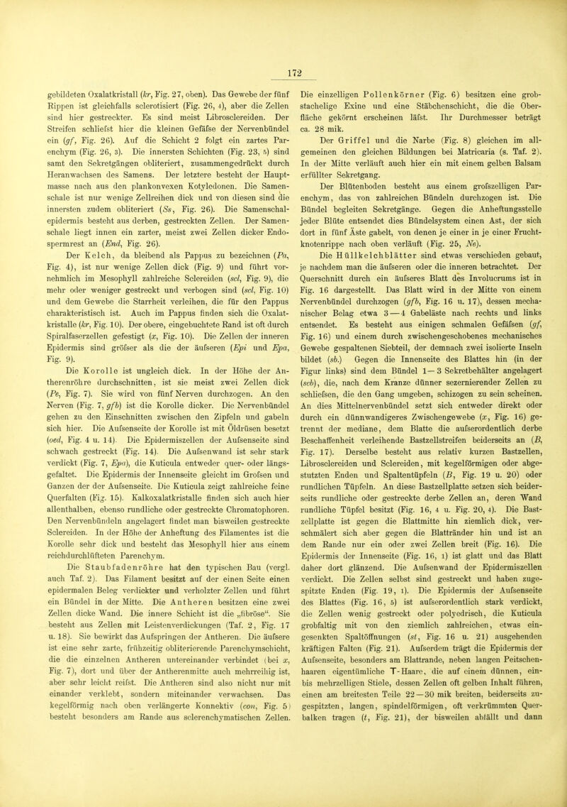 gebildeten Oxalatkristall {kr, Yig. 27, oben). Das Gewebe der fünf Rippen ist gleichfalls sclerotisiert (Fig. 26, 4), aber die Zellen sind hier gestreckter. Es sind meist Librosclereiden. Der Streifen schliefst hier die kleinen Gefäfse der Nervenbündel ein (gf, Fig. 26). Auf die Schicht 2 folgt ein zartes Par- enchym (Fig. 26, 3). Die innersten Schichten (Fig. 23, s) sind samt den Sekretgängen obliteriert, zusammengedrückt durch Heranwachsen des Samens. Der letztere besteht der Haupt- masse nach aus den plankonvexen Kotyledonen. Die Samen- schale ist nur wenige Zellreihen dick und von diesen sind die innersten zudem obliteriert (&•, Fig. 26). Die Samenschal- epidermis besteht aus derben, gestreckten Zellen. Der Samen- schale liegt innen ein zarter, meist zwei Zellen dicker Endo- spermrest an {End, Fig. 26). Der Kelch, da bleibend als Pappus zu bezeichnen (Pa, Fig. 4), ist nur wenige Zellen dick (Fig. 9) und führt vor- nehmlich im Mesophyll zahlreiche Sclereiden {sei, Fig. 9), die mehr oder weniger gestreckt und verbogen sind {sei, Fig. 10) und dem Gewebe die Starrheit verleihen, die für den Pappus charakteristisch ist. Auch im Pappus finden sich die Oxalat- kristalle {kr, Fig. 10). Der obere, eingebuchtete Rand ist oft durch Spiralfaserzellen gefestigt {x, Fig. 10). Die Zellen der inneren Epidermis sind gröfser als die der äufseren {Epi und Epa, Fig. 9). Die Korolle ist ungleich dick. In der Höhe der An- therenrölire durchschnitten, ist sie meist zwei Zellen dick {Pe, Fig. 7). Sie wird von fünf Nerven durchzogen. An den Nerven (Fig. 7, gfb) ist die Korolle dicker. Die Nervenbündel gehen zu den Einschnitten zwischen den Zipfeln und gabeln sich hier. Die Aufsenseite der Korolle ist mit Öldrüsen besetzt {oed, Fig. 4 u. 14). Die Epidermiszellon der Aufsenseite sind schwach gestreckt (Fig. 14). Die Aufsenwand ist sehr stark verdickt (Fig. 7, Epa), die Kuticula entweder quer- oder längs- gefaltet. Die Epidermis der Innenseite gleicht im Grofsen und Ganzen der der Aufsenseite. Die Kuticula zeigt zahlreiche feine Querfalten (Fig. 15). KalkoxalatkristaUe finden sich auch hier allenthalben, ebenso rundliche oder gestreckte Chromatophoren. Den Nervenbündeln angelagert findet man bisweilen gestreckte Sclereiden. In der Höhe der Anheftung des Filamentes ist die Korolle sehr dick und besteht das Mesophyll hier aus einem reichdurchlüfteten Parenchym. Die Staubfaden röhre hat den typischen Bau (vergl. auch Taf. 2). Das Filament besitzt auf der einen Seite einen epidermalen Beleg verdickter und verholzter Zellen und führt ein Bündel in der Mitte. Die Antheren besitzen eine zwei Zellen dicke Wand. Die innere Schicht ist die „fibröse. Sie besteht aus Zellen mit Leistenverdickungen (Taf. 2, Fig. 17 u. 18). Sie bewirkt das Aufspringen der Antheren. Die äufsere ist eine sehr zarte, frühzeitig obliterierende Parenchymschicht, die die einzelnen Antheren untereinander verbindet (bei x, Fig. 7), dort und über der Antherenmitte auch mehrreihig ist, aber sehr leicht reifst. Die Antheren sind also nicht nur mit einander verklebt, sondern miteinander verwachsen. Das kegelförmig nach oben verlängerte Konnektiv {con, Fig. 5) besteht besonders am Rande aus sclerenchymatischen Zellen. Die einzelligen Pollenkörner (Fig. 6) besitzen eine grob- stachelige Exine und eine Stäbchenschicht, die die Ober- fläche gekörnt erscheinen läfst. Ihr Durchmesser beträgt ca. 28 mik. Der Griffel und die Narbe (Fig. 8) gleichen im all- gemeinen den gleichen Bildungen bei Matricaria (s. Taf. 2). In der Mitte verläuft auch hier ein mit einem gelben Balsam erfüllter Sekretgang. Der Blütenboden besteht aus einem grofszelligen Par- enchym, das von zahlreichen Bündeln durchzogen ist. Die Bündel begleiten Sekretgänge. Gegen die Anheftungsstelle jeder Blüte entsendet dies Bündelsystem einen Ast, der sich dort in fünf Äste gabelt, von denen je einer in je einer Frucht- knotenrippe nach oben verläuft (Fig. 25, Ne). Die Hüllkelchblätter sind etwas verschieden gebaut, je nachdem man die äufseren oder die inneren betrachtet. Der Querschnitt durch ein äufseres Blatt des Involucrums ist in Fig. 16 dargestellt. Das Blatt wird in der Mitte von einem Nervenbündel durchzogen {gfb, Fig. 16 u. 17), dessen mecha- nischer Belag etwa 3 — 4 Gabeläste nach rechts und links entsendet. Es besteht aus einigen schmalen Gefäfsen {gf, Fig. 16) und einem durch zwischengeschobenes mechanisches Gewebe gespaltenen Siebteil, der demnach zwei isolierte Inseln bildet {sb.) Gegen die Innenseite des Blattes hin (in der Figur links) sind dem Bündel 1—3 Sekretbehälter angelagert {seh), die, nach dem Kranze dünner sezernierender Zellen zu schliefsen, die den Gang umgeben, schizogen zu sein scheinen. An dies Mittelnervenbündel setzt sich entweder direkt oder durch ein dünnwandigeres Zwischengewebe {x, Fig. 16) ge- trennt der mediane, dem Blatte die aufserordentüch derbe Beschaffenheit verleihende Bastzellstreifen beiderseits an {B, Fig. 17). Derselbe besteht aus relativ kurzen Bastzellen, Librosclereiden und Sclereiden, mit kegelförmigen oder abge- stutzten Enden und Spaltentüpfeln {B, Fig. 19 u. 20) oder rundlichen Tüpfeln. An diese Bastzellplatte setzen sich beider- seits rundliche oder gestreckte derbe Zellen an, deren Wand rundliche Tüpfel besitzt (Fig. 16, 4 u. Fig. 20, 4). Die Bast- zellplatte ist gegen die Blattmitte hin ziemlich dick, ver- schmälert sich aber gegen die Blattränder hin und ist an dem Rande nur ein oder zwei ZeUen breit (Fig. 16). Die Epidermis der Innenseite (Fig. 16, i) ist glatt und das Blatt daher dort glänzend. Die Aufsenwand der Epidermiszellen verdickt. Die Zellen selbst sind gestreckt und haben zuge- spitzte Enden (Fig. 19, i). Die Epidermis der Aufsenseite des Blattes (Fig. 16, 5) ist aufserordentlich stark verdickt, die Zellen wenig gestreckt oder polyedrisch, die Kuticula grobfaltig mit von den ziemlich zahlreichen, etwas ein- gesenkten Spaltöffnungen {st, Fig. 16 u. 21) ausgehenden kräftigen Falten (Fig. 21). Aufserdem trägt die Epidermis der Aufsenseite, besonders am Blattrande, neben langen Peitschen- haaren eigentümliche T-Haare, die auf einem dünnen, ein- bis mehrzelligen Stiele, dessen Zellen oft gelben Inhalt führen, einen am breitesten Teile 22 — 30 mik breiten, beiderseits zu- gespitzten, langen, spindelförmigen, oft verkrümmten Quer- balken tragen {t, Fig. 21), der bisweilen abfällt und dann
