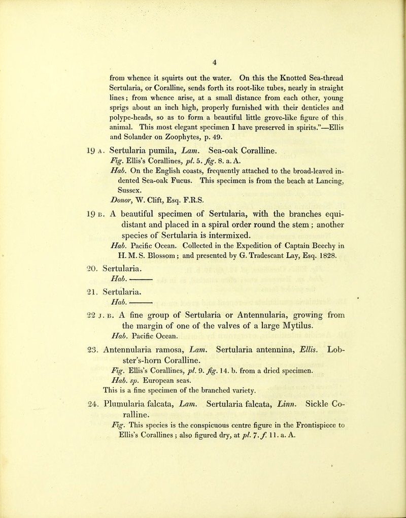 from whence it squirts out the water. On this the Knotted Sea-thread Sertularia, or Coralline, sends forth its root-like tubes, nearly in straight lines; from whence arise, at a small distance from each other, young sprigs about an inch high, properly furnished with their denticles and polype-heads, so as to form a beautiful little grove-like figure of this animal. This most elegant specimen I have preserved in spirits.—Ellis and Solander on Zoophytes, p. 49. 19 A. Sertularia pumila, Lam. Sea-oak Coralline. Fig. Ellis's Corallines, pi. 5. Jig. 8. a. A. Hab. On the English coasts, frequently attached to the broad-leaved in- dented Sea-oak Fucus. This specimen is from the beach at Lancing, Sussex. Donor, W. Clift, Esq. F.R.S. 19 b. a beautiful specimen of Sertularia, with the branches equi- distant and placed in a spiral order round the stem; another species of Sertularia is intermixed. Hab. Pacific Ocean. Collected in the Expedition of Captain Beechy in H. M. S. Blossom; and presented by G. Tradescant Lay, Esq. 1828. 20. Sertularia. Hab. — 21. Sertularia. Hab. 22 J. B. A fine group of Sertularia or Antennularia, growing from the margin of one of the valves of a large Mytilus. Hab. Pacific Ocean. 23. Antennularia ramosa, Lam. Sertularia antennina, Ellis. Lob- ster's-horn Coralline. Fig. Ellis's Corallines, pi. 9. Jig. 14. b. from a dried specimen. Hab. sp. European seas. This is a fine specimen of the branched variety. 24. Plumularia falcata, Lam. Sertularia falcata, Linn. Sickle Co- ralline. Fig. This species is the conspicuous centre figure in the Frontispiece to Ellis's Corallines ; also figured dry, at pl.T.f.W. a. A.