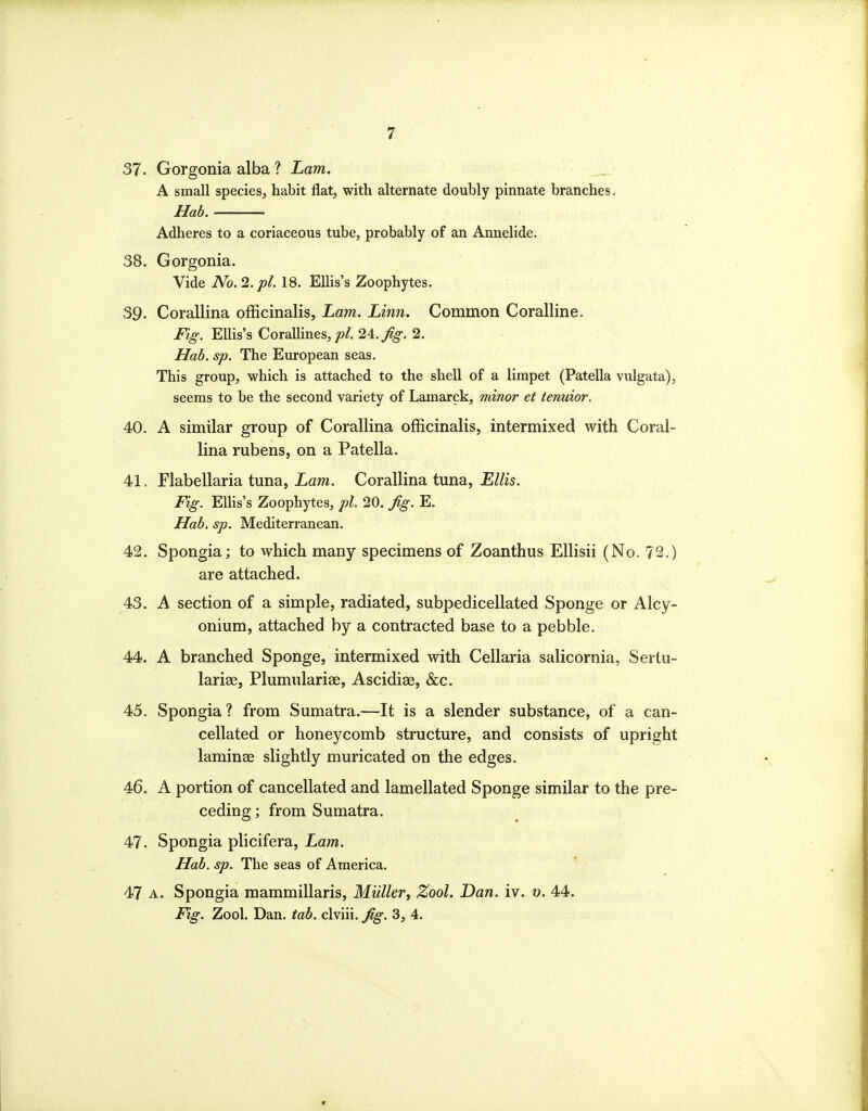 37. Gorgonia alba ? Lam. A small species, habit flat, with alternate doubly pinnate branches. Hab. Adheres to a coriaceous tube, probably of an Annelide. 38. Gorgonia. Vide No. 2. pi. 18. Ellis's Zoophytes. 39. Corallina officinalis, Lam. Linn. Common Coralline. Fig. Ellis's Corallines,;?/. 24./^. 2. Ilab. sp. The European seas. This group, which is attached to the shell of a limpet (Patella vulgata), seems to be the second variety of Lamarck, minor et tenuior. 40. A similar group of Corallina officinalis, intermixed with Coral- lina rubens, on a Patella. 41. Flabellaria tuna, iam. Corallina tuna, E//z5. Fig. EUis's Zoophytes, pi. 20. fig. E. Hab. sp. Mediterranean. 42. Spongia; to which many specimens of Zoanthus Ellisii (No. ?2.) are attached. 43. A section of a simple, radiated, subpedicellated Sponge or Alcy- onium, attached by a contracted base to a pebble. 44. A branched Sponge, intermixed with Cellaria salicornia, Sertu- larise, Plumulariae, Ascidiae, &c. 45. Spongia ? from Sumatra.—It is a slender substance, of a can- cellated or honeycomb structure, and consists of upright laminae slightly muricated on the edges. 46. A portion of cancellated and lamellated Sponge similar to the pre- ceding ; from Sumatra. 47. Spongia plicifera, Lam. Hab. sp. The seas of America. 47 A. Spongia mammillaris, Miiller, Zool. Dan. iv. v. 44. Fig. Zool. Dan. tab. clviii. fig. 3, 4. V