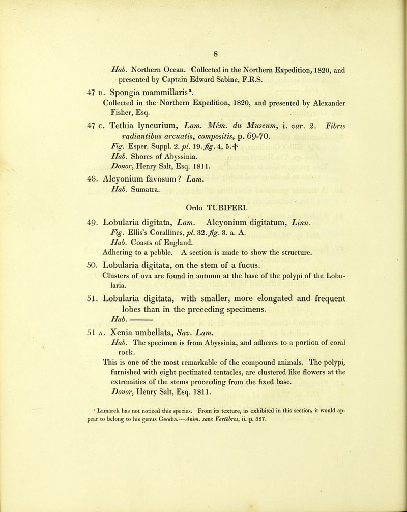 Hah. Northern Ocean. Collected in the Northern Expedition, 1820, and presented by Captain Edward Sabine, F.R.S. 47 b. Spongia mammillaris^ Collected in the Northern Expedition, 1820, and presented by Alexander Fisher, Esq. 47 c. Tethia lyncurium, I^am. Mem. du Museum, i. var. 2. Fibris radiantibus arcuatis, compositis, p. 69-70. Mg. Esper. Suppl. 2. pi. 19.j^g. 4, 5.-|- Ilab. Shores of Abyssinia. Donor, Henry Salt, Esq. 1811. 48. Alcyonium favosum ? Lam. Hah. Sumatra. Ordo TUBIFERI. 49. Lobularia digitata, Lam. Alcyonium digitatum, Linn. Fig. Ellis's Corallines,;?/. 32./^. 3. a. A. Hah. Coasts of England. Adhering to a pebble. A section is made to show the structure. 50. Lobularia digitata, on the stem of a fucus. Clusters of ova are found in autumn at the base of the polypi of the Lobu- laria. 51. Lobularia digitata, with smaller, more elongated and frequent lobes than in the preceding specimens. Hah. 51a. Xenia umbellata, Sav. Lam, Hah. The specimen is from Abyssinia, and adheres to a portion of coral rock. This is one of the most remarkable of the compound animals. The polypi, furnished with eight pectinated tentacles, are clustered like flowers at the extremities of the stems proceeding from the fixed base. Donor, Henry Salt, Esq. 1811. * Lamarck has not noticed this species. From its texture, as exhibited in this section, it would ap- pear to belong to his genus Geodia.—Anim, sans Vertebres, ii. p. 387.