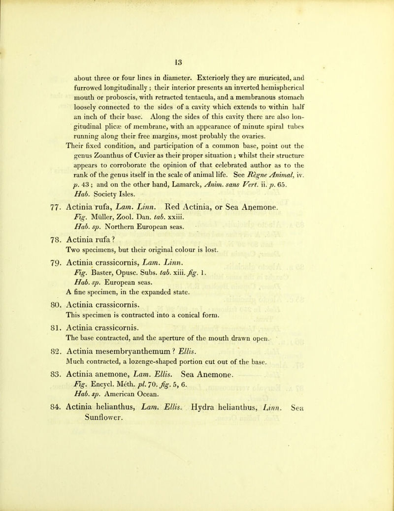about three or four lines in diameter. Exteriorly they are muricated, and furrowed longitudinally ; their interior presents an inverted hemispherical mouth or proboscis, with retracted tentacula, and a membranous stomach loosely connected to the sides of a cavity which extends to within half an inch of their base. Along the sides of this cavity there are also lon- gitudinal plicae of membrane, with an appearance of minute spiral tubes running along their free margins, most probably the ovaries. Their fixed condition, and participation of a common base, point out the genus Zoanthus of Cuvier as their proper situation ; whilst their structure appears to corroborate the opinion of that celebrated author as to the rank of the genus itself in the scale of animal life. See Regne Animal, iv. p. 43 ; and on the other hand, Lamarck, Anim. sans Vert, ii, p. 65. Hah. Society Isles. 77- Actinia rufa, L.am. Linn. Red Actinia, or Sea Anemone. Fig. Miiller, Zool. Dan. tab. xxiii. Hab. sp. Northern European seas. 78. Actinia rufa? Two specimens, but their original colour is lost. 79- Actinia crassicornis, Lam. Linn. Fig. Baster, Opusc. Subs. tab. xiii. Jig. 1. Hab. sp. European seas. A fine specimen, in the expanded state. 80. Actinia crassicornis. This specimen is contracted into a conical form. 81. Actinia crassicornis. The base contracted, and the aperture of the mouth drawn open. ~ 82. Actinia mesembryanthemum ? E//^s. Much contracted, a lozenge-shaped portion cut out of the base. 83. Actinia anemone, Lam. Ellis. Sea Anemone. Fig. Encycl. Meth. pi. 70. Jig. 5, 6. Hab. sp. American Ocean. 84. Actinia helianthus, Lam. Ellis. Hydra helianthus, Linn. Sea Sunflower.