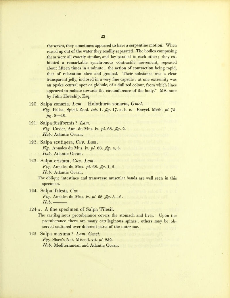 the waves, they sometimes appeared to have a serpentine motion. When raised up out of the water they readily separated. The bodies composing them were all exactly similar, and lay parallel to each other; they ex- hibited a remarkable synchronous contractile movement, repeated about fifteen times in a minute ; the action of contraction being rapid, that of relaxation slow and gradual. Their substance was a clear transparent jelly, inclosed in a very fine capsule : at one extremity was an opake central spot or globule, of a dull red colour, from which lines appeared to radiate towards the circumference of the body. MS. note by John Howship, Esq. 120. Salpa zonaria, Lam. Holotliuria zonaria, Gmel. Fig. Pallas, Spicil. Zool. tab. 1. Jig. 17- a. b. c. Encycl. Meth. pi. 75. fig. 8—10. 121. Salpa fusiformis ? L,am. Fig. Cuvier, Ann. du Mus. iv. pi. 68. fig. 2. Hab. Atlantic Ocean. 122. Salpa sciitigera, Cuv. Lam. Fig. Annales du Mus. iv. pi. 68. fig. 4, 5. Hab. Atlantic Ocean. 123. Salpa cristata, Cuv. Lam. Fig. Annales du Mus. pi. 68. fig. 1, 2, Hab. Atlantic Ocean. The oblique intestines and transverse muscular bands are well seen in this specimen. 124. Salpa Tilesii, Cuv. Fig. Annales du Mus. iv. pi. Q9>.fig. 3—6. Hab.' 124 A. A fine specimen of Salpa Tilesii. The cartilaginous protuberance covers the stomach and liver. Upon the protuberance there are many cartilaginous spines; others may be ob- served scattered over different parts of the outer sac. 125. Salpa maxima ? Lam. Gmel. Fig. Shaw's Nat. Miscell. vii. pi. 232. Hab. Mediterranean and Atlantic Ocean.