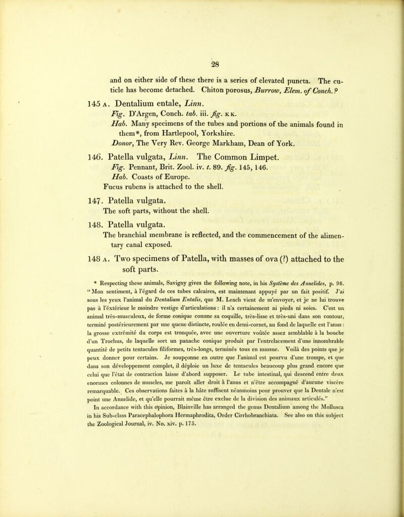 and on either side of these there is a series of elevated puncta. The cu- ticle has become detached. Chiton porosus. Burrow, Elem. of Conch. P 145 a. Dentalium entale, Linn. Fig. D'Argen, Conch, tab. iii. fg. kk. Hab. Many specimens of the tubes and portions of the animals found in them*, from Hartlepool, Yorkshire. Donor, The Very Rev. George Markham, Dean of York. 146. Patella vulgata, Linn. The Common Limpet. Fig. Pennant, Brit. Zool. iv. t. 89. Jig. 145, 146. Hab. Coasts of Europe. Fucus rubens is attached to the shell. 147. Patella vulgata. The soft parts, without the shell. 148. Patella vulgata. The branchial membrane is reflected, and the commencement of the alimen- tary canal exposed. 148 A. Two specimens of Patella, v;^ith masses of ova (?) attached to the soft parts. * Respecting these animals, Savigny gives the following note, in his Systeme des Annelides, p. 98.  Mon sentiment, a I'egard de ces tubes calcaires, est maintenant appuye par un fait positif. J'ai sous les yeux I'animal du Dentalium Entalis, que M. Leach vient de m'envoyer, et je ne lui trouve pas a I'exterieur le moindre vestige d'articulations: il n'a certainement ni pieds ni soies. C'est un animal tres-musculeux, de forme conique comme sa coquille, tres-lisse et tres-uni dans son contour, termine posterieurement par une queue distincte, roulee en demi-cornet, au fond de laquelle est I'anus : la grosse extremite du corps est tronquee, avec une ouverture voutee assez semblable a la bouche d'un Trochus, de laquelle sort un panache conique produit par I'entrelacement d'une innombrable quantite de petits tentacules filiformes, tres-longs, termines tous en massue. Voila des points que je peux donner pour certains. Je soup^onne en outre que I'animal est pourvu d'une trompe, et que dans son developpement complet, il deploie un luxe de tentacules beaucoup plus grand encore que celui que I'etat de contraction laisse d'abord supposer. Le tube intestinal, qui descend entre deux enormes colonnes de muscles, me paroit aller droit a I'anus et n'etre accompagne d'aucune viscere remarquable. Ces observations faites a la hate suffisent neanmoins pour prouver que la Dentale n'est point une Annelide, et qu'elle pourrait meme etre exclue de la division des animaux articules. In accordance with this o'pinion, Blainville has arranged the genus Dentalium among the Mollusca in his Sub-class Paracephalophora Hermaphrodita, Order Cirrhobranchiata. See also on this subject the Zoological Journal, iv. No. xiv. p. 175.