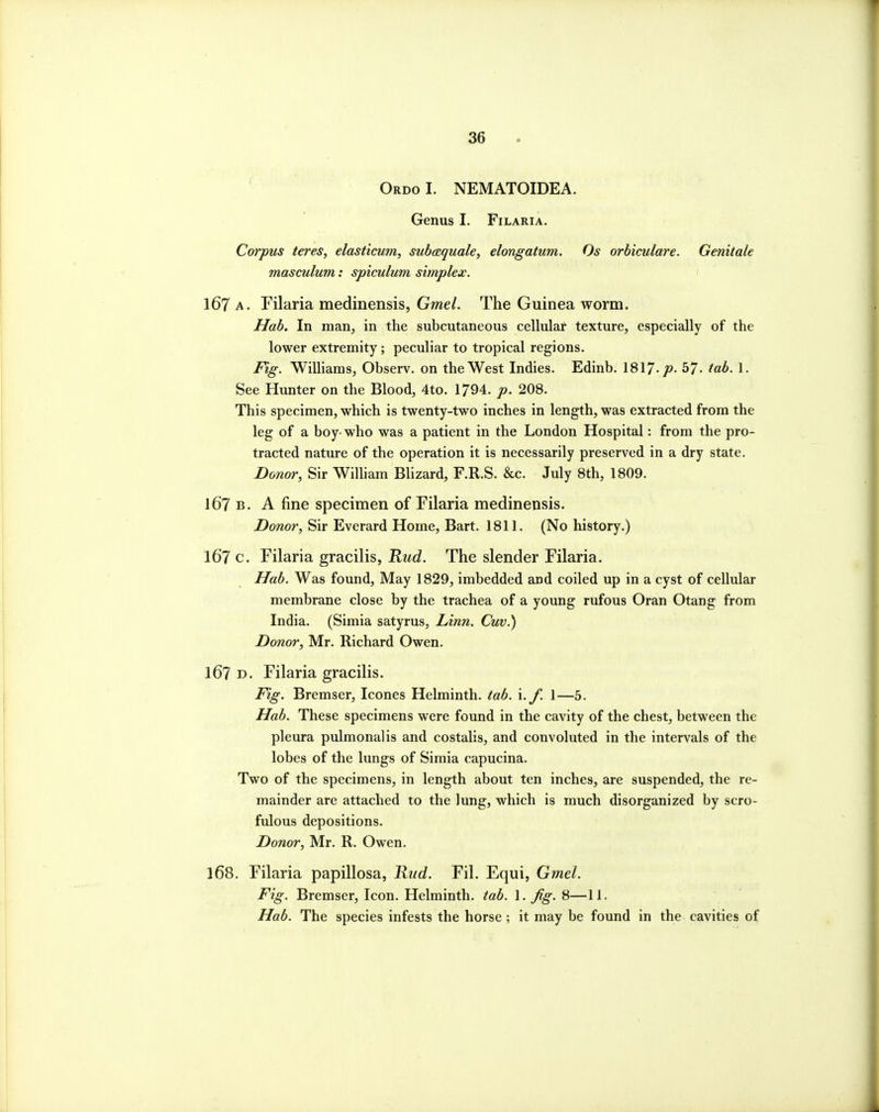 Ordo I. NEMATOIDEA. Genus I. FiLARiA. Corpus teres, elasticum, subcsquale, elongatum. Os orbiculare. Genitale masculum: spiculum simplex. 167 A. Filaria medinensis, Gmd. The Guinea worm. Hah. In man, in the subcutaneous cellular texture, especially of the lower extremity; peculiar to tropical regions. Fig. Williams, Observ. on the West Indies. Edinb. \%VJ.p. 57- tab. 1. See Hunter on the Blood, 4to. 1794. p. 208. This specimen, which is twenty-two inches in length, was extracted from the leg of a boy- who was a patient in the London Hospital: from the pro- tracted nature of the operation it is necessarily preserved in a dry state. Donor, Sir Wilham Blizard, F.R.S. &c. July 8th, 1809. 167 B. A fine specimen of Filaria medinensis. Donor, Sir Everard Home, Bart. 1811. (No history.) 167 c. Filaria gracilis, Rud. The slender Filaria. Hah. Was found. May 1829, imbedded and coiled up in a cyst of cellular membrane close by the trachea of a young rufous Oran Otang from India. (Simia satyrus, Linn. Cuv.) Donor, Mr. Richard Owen, 167 D. Filaria gracilis. Fig. Bremser, Icones Helminth, tab. \.f. 1—5. Hah. These specimens were found in the cavity of the chest, between the pleura pulmonalis and costalis, and convoluted in the intervals of the lobes of the lungs of Simia capucina. Two of the specimens, in length about ten inches, are suspended, the re- mainder are attached to the lung, which is much disorganized by scro- fulous depositions. Donor, Mr. R. Owen. 168. Filaria papillosa, Rud. Fil. Equi, Gmel. Fig. Bremser, Icon. Helminth, tab. 1. Jig. 8—11. Hah. The species infests the horse; it may be found in the cavities of