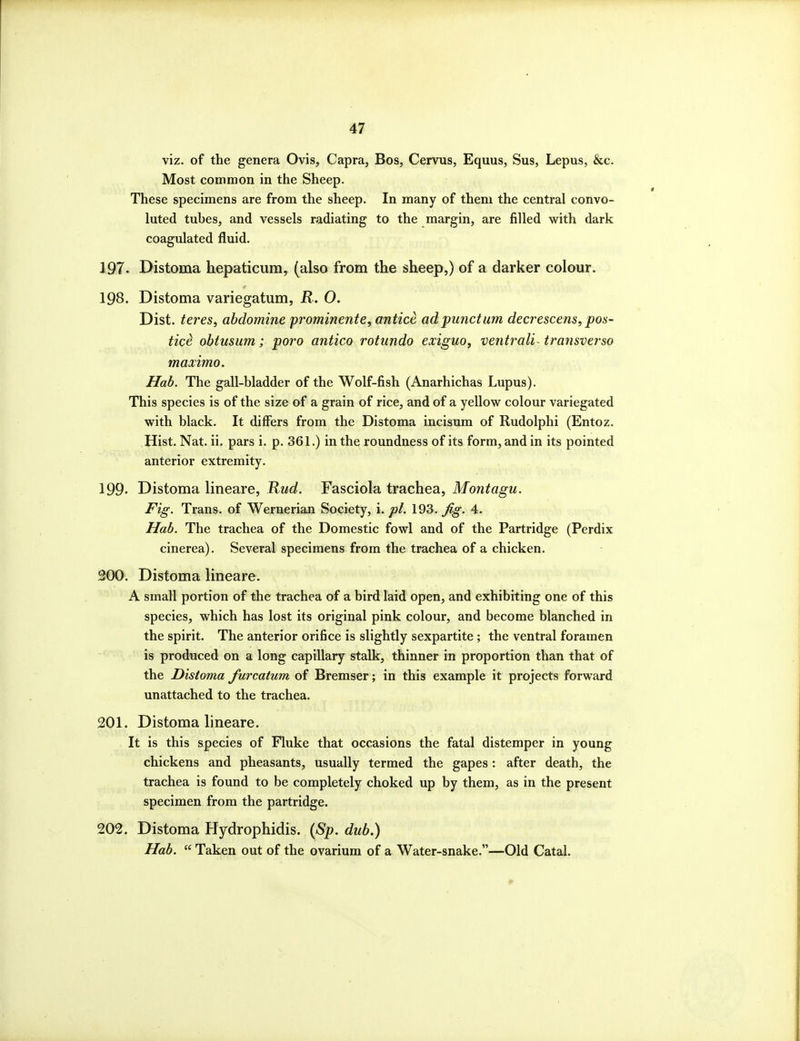 viz. of the genera Ovis, Capra, Bos, Cervus, Equus, Sus, Lepus, &c. Most common in the Sheep. These specimens are from the sheep. In many of them the central convo- luted tubes, and vessels radiating to the margin, are filled with dark coagulated fluid. 197- Distoma hepaticum, (also from the sheep,) of a darker colour. 198. Distoma variegatum, R. O. Dist. teres, abdomine prominente, antice adpunctum decrescens, pos- tice obtusum; poro antico rotundo exiguo, ventrali- transverso maximo. Hah. The gall-bladder of the Wolf-fish (Anarhichas Lupus). This species is of the size of a grain of rice, and of a yellow colour variegated with black. It diflPers from the Distoma incisum of Rudolphi (Entoz. Hist. Nat. ii. pars i. p. 361.) in the roundness of its form, and in its pointed anterior extremity. 199- Distoma lineare, Rud. Fasciola trachea, Montagu. Fig. Trans, of Wernerian Society, i. pi. 193. Jig. 4. Uab. The trachea of the Domestic fowl and of the Partridge (Perdix cinerea). Several specimens from the trachea of a chicken. 200. Distoma lineare. A small portion of the trachea of a bird laid open, and exhibiting one of this species, which has lost its original pink colour, and become blanched in the spirit. The anterior orifice is slightly sexpartite ; the ventral foramen is produced on a long capillary stalk, thinner in proportion than that of the Distoma furcatum of Bremser; in this example it projects forward unattached to the trachea. 201. Distoma lineare. It is this species of Fluke that occasions the fatal distemper in young chickens and pheasants, usually termed the gapes: after death, the trachea is found to be completely choked up by them, as in the present specimen from the partridge. 202. Distoma Hydrophidis. {Sp. dub.) Hah.  Taken out of the ovarium of a Water-snake.—Old Catal.