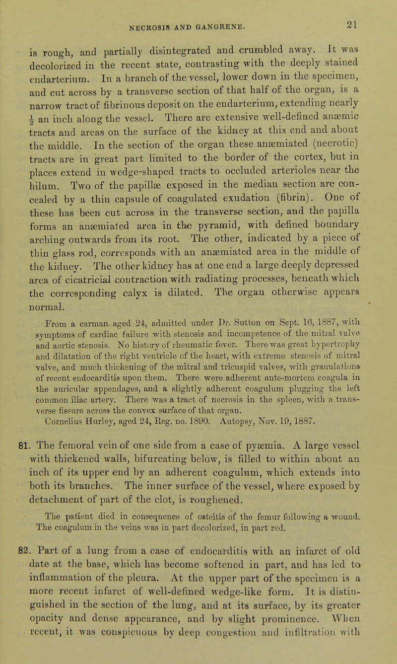 is rough, and partially disintegrated and crumbled away. It was decolorized in the recent state, contrasting with the deeply stained cndarterium. In a branch of the vessel, lower down in the specimen, and cut across by a transverse section of that half of the organ, is a narrow tract of fibrinous deposit on the cndarterium, extending nearly i an inch along the vessel. There are extensive well-defined anaemic tracts and areas on the surface of the kidiaey at this end and about the middle. In the section of the organ these ansemiated (necrotic) tracts are in great part limited to the border of the cortex, but in places extend in wedge-shaped tracts to occluded arterioles near the hilum. Two of the papillse exposed in the median section are con- cealed by a thin capsule of coagulated exudation (fibrin). One of these has been cut across in the transverse section, and the papilla forms an ansemiated area in the pyramid, with defined boundary arching outwards from its root. The other, indicated by a piece of thin glass rod, corresponds with an anaemiated area in the middle of the kidney. The other kidney has at one end a large deeply depressed area of cicatricial contraction with radiating processes, beneath which the corresponding calyx is dilated. The organ otherwise appears normal. From a carman aged 24, admitted under Dr. Sutton on Sept. 16, 1887, witli symptoms of cardiac failure with stenosis and incompetence of the mitral valve and aortic stenosis. No history of rheumatic fever. There was great hypertrophy and dilatation of the right ventricle of the heart, with extreme stenosis of mitral valve, and much thickening of the mitral and tricuspid valves, with grauulations of recent endocarditis upon them. There were adherent ante-mortem coagula in the auricular appendages, and a slightly adherent coagulum plugging the left common iliac artery. There was a tract of necrosis in the spleen, with a trans- verse fissure across the convex surface of that organ. Cornelius Hurley, aged 24, Eeg. no. 1890. Autopsy, Nov. 19,1887. 81. The femoral vein of one side from a case of pyaemia. A large vessel with thickened Avails, bifurcating below, is filled to within about an inch of its upper end by an adherent coagulum, which extends into both its branches. The inner surface of the vessel, where exposed by detachment of part of the clot, is roughened. The patient died in consequence of osteitis of the femur following a wound. The coagulum in the veins was in part decolorized, in part red, 82. Part of a lung from a case of endocarditis with an infarct of old date at the base, which has become softened in part, and has led to inflammation of the pleura. At the upper part of the specimen is a more recent infarct of well-defined wedge-like form. It is distin- guished in the section of the lung, and at its surface, by its greater opacity and dense appearance, and by slight prominence. Wlien recent, it was conspicuous by deep congestion and infiltration with