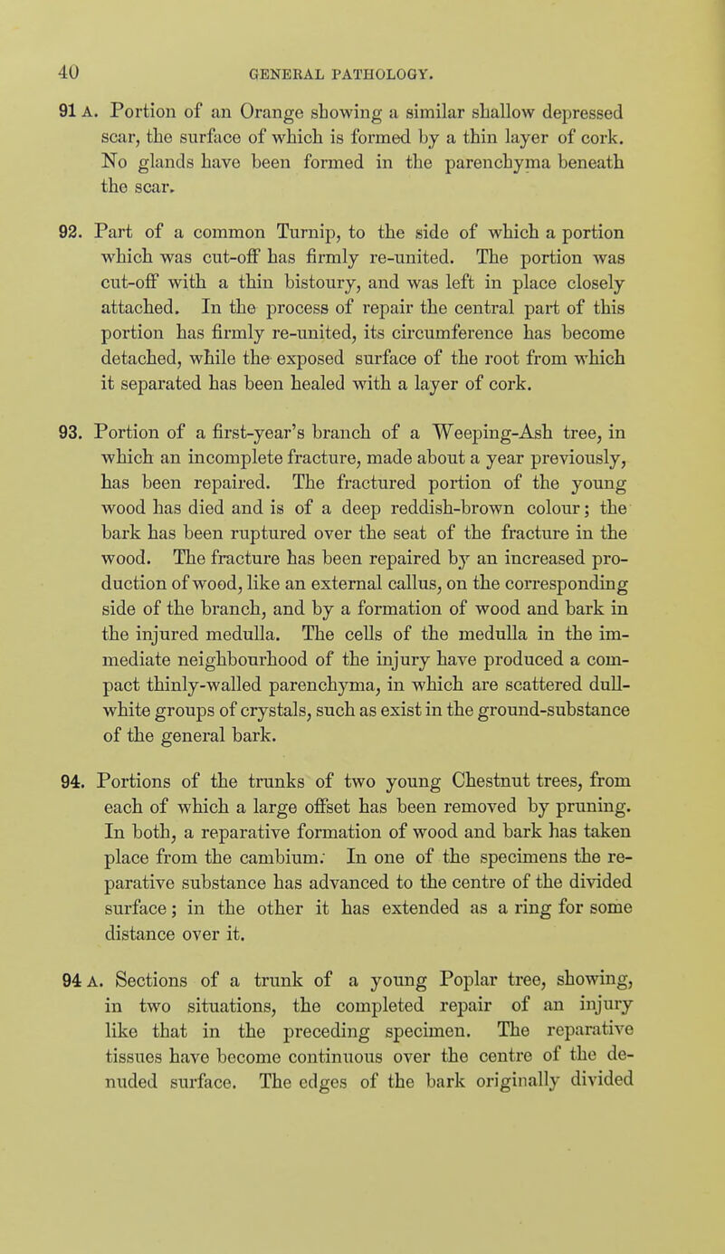 91 A. Portion of an Orange showing a similar shallow depressed scar, the surface of which is formed by a thin layer of cork. No glands have been formed in the parenchyma beneath the scar, 92. Part of a common Turnip, to the side of which a portion which was cut-off has firmly re-united. The portion was cut-off with a thin bistoury, and was left in place closely attached. In the process of repair the central part of this portion has firmly re-united, its circumference has become detached, while the exposed surface of the root from which it separated has been healed with a layer of cork. 93. Portion of a first-year's branch of a Weeping-Ash tree, in which an incomplete fracture, made about a year previously, has been repaired. The fractured portion of the young wood has died and is of a deep reddish-brown colour; the bark has been ruptured over the seat of the fracture in the wood. The fracture has been repaired b}'' an increased pro- duction of wood, like an external callus, on the corresponding side of the branch, and by a formation of wood and bark in the injured medulla. The cells of the medulla in the im- mediate neighbourhood of the injury have produced a com- pact thinly-walled parenchyma, in which are scattered dull- white groups of crystals, such as exist in the ground-substance of the general bark. 94. Portions of the trunks of two young Chestnut trees, from each of which a large offset has been removed by pruning. In both, a reparative formation of wood and bark has taken place from the cambium. In one of the specimens the re- parative substance has advanced to the centre of the divided surface; in the other it has extended as a ring for some distance over it. 94 A. Sections of a trunk of a young Poplar tree, showing, in two situations, the completed repair of an injury like that in the preceding specimen. The reparative tissues have become continuous over the centre of the de- nuded surface. The edges of the bark originally divided