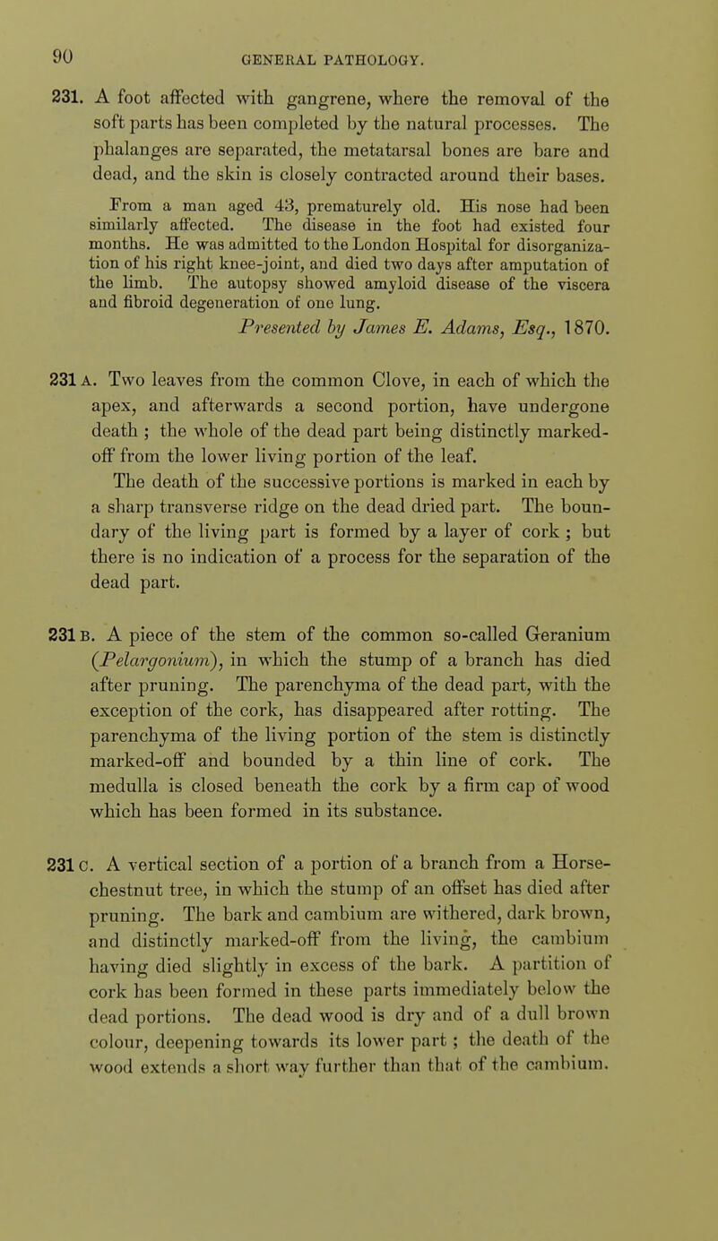 231. A foot affected with gangrene, where the removal of the soft parts has been completed by the natural processes. The phalanges are separated, the metatarsal bones are bare and dead, and the skin is closely contracted around their bases. FroTn a man aged 43, prematurely old. His nose had been similarly affected. The disease in the foot had existed four months. He was admitted to the London Hospital for disorganiza- tion of his right knee-joint, and died two days after amputation of the limb. The autopsy showed amyloid disease of the viscera and fibroid degeneration of one lung. Presented hy James E. Adams, Esq., 1870. 231 A. Two leaves from the common Clove, in each of which the apex, and afterwards a second portion, have undergone death ; the whole of the dead part being distinctly marked- off from the lower living portion of the leaf. The death of the successive portions is marked in each by a sharp ti^ansverse ridge on the dead dried part. The boun- dary of the living part is formed by a layer of cork ; but there is no indication of a process for the separation of the dead part. 231B. A piece of the stem of the common so-called Geranium (^Pelargonium), in which the stump of a branch has died after pruning. The parenchyma of the dead part, with the exception of the cork, has disappeared after rotting. The parenchyma of the living portion of the stem is distinctly marked-ofF and bounded by a thin line of cork. The medulla is closed beneath the cork by a firm cap of wood which has been formed in its substance. 231c. A vertical section of a portion of a branch from a Horse- chestnut tree, in which the stump of an offset has died after pruning. The bark and cambium are withered, dark brown, and distinctly marked-off from the living, the cambium having died slightly in excess of the bark. A partition of cork has been formed in these parts immediately below the dead portions. The dead wood is dry and of a dull brown colour, deepening towards its lower part; the death of the wood extends a short way further than that of the cambium.