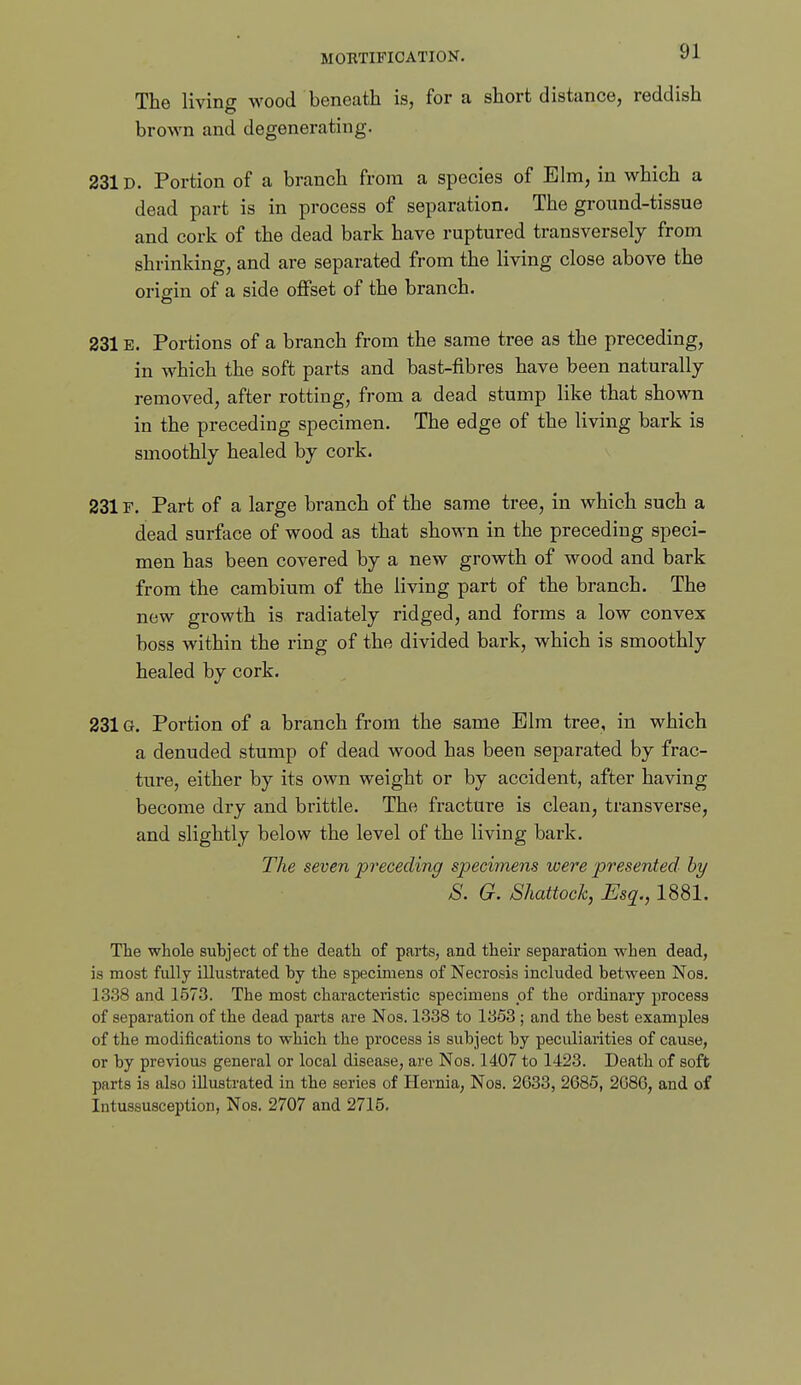 The living wood beneath is, for a short distance, reddish brown and degenerating. 231D. Portion of a branch from a species of Elm, in which a dead part is in process of separation. The ground-tissue and cork of the dead bark have ruptured transversely from shrinking, and are separated from the living close above the oriffin of a side offset of the branch. 231E. Portions of a branch from the same tree as the preceding, in which the soft parts and bast-fibres have been naturally removed, after rotting, from a dead stump like that shown in the preceding specimen. The edge of the living bark is smoothly healed by cork. 231F. Part of a large branch of the same tree, in which such a dead surface of wood as that shown in the preceding speci- men has been covered by a new growth of wood and bark from the cambium of the living part of the branch. The new growth is radiately ridged, and forms a low convex boss within the ring of the divided bark, which is smoothly healed by cork. 231G. Portion of a branch from the same Elm tree, in which a denuded stump of dead wood has been separated by frac- ture, either by its own weight or by accident, after having become dry and brittle. The fracture is clean, transverse, and slightly below the level of the living bark. The seven preceding specimens were presented hy S. G. Shattock, Esq., 1881. The whole subject of the death of parts, and their separation when dead, is most fully illustrated by the specimens of Necrosis included between Noa. 1338 and 1573. The most characteristic specimens pf the ordinary process of separation of the dead parts are Nos. 1338 to 1353 ; and the best examples of the modifications to which the process is subject by peculiarities of cause, or by previous general or local disease, are Nos. 1407 to 1423. Death of soft parts is also illustrated in the series of Hernia, Nos. 2633, 2685, 2686, and of Intussusception, Nos. 2707 and 2715.