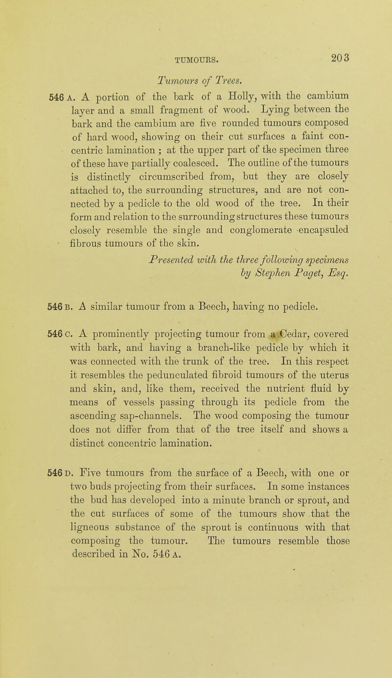 Tumours of Trees. 546 A. A portion of the bark of a Holly, with the cambium layer and a small fragment of wood. Lying between the bark and the cambium are five rounded tumours composed of hard wood, showing on their cut surfaces a faint con- centric lamination ; at the upper part of the specimen three of these have partially coalesced. The outline of the tumours is distinctly circumscribed from, but they are closely attached to, the surrounding structures, and are not con- nected by a pedicle to the old wood of the tree. In their form and relation to the surrounding structures these tumours closely resemble the single and conglomerate encapsuled ' fibrous tumours of the skin. Presented with the three following specimens hy Stephen Paget, Esq. 546 B. A similar tumour from a Beech, having no pedicle. 546 C. A prominently projecting tumour from sivCedar, covered with bark, and having a branch-like pedicle by which it was connected with the trunk of the tree. In this respect it resembles the pedunculated fibroid tumours of the uterus and skin, and, like them, received the nutrient fluid by means of vessels passing through its pedicle from the ascending sap-channels. The wood composing the tumour does not differ from that of the tree itself and shows a distinct concentric lamination. 546 D. Five tumours from the surface of a Beech, with one or two buds projecting from their surfaces. In some instances the bud has developed into a minute branch or sprout, and the cut surfaces of some of the tumours show that the ligneous substance of the sprout is continuous with that composing the tumour. The tumours resemble those described in No. 546 A.