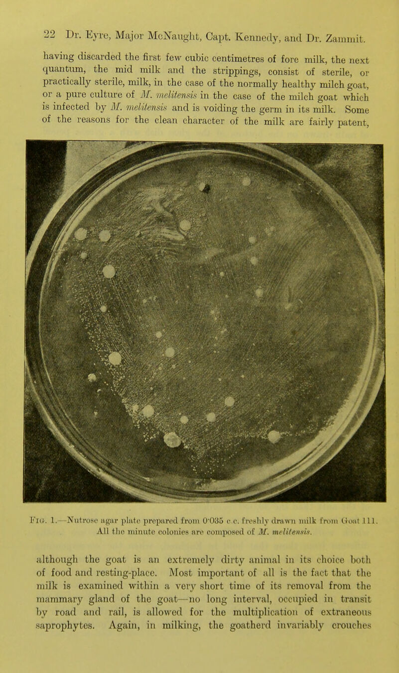 having discarded the first few cubic centimetres of fore milk, the next quantum, the mid milk and the strippings, consist of sterile, or practically sterile, milk, in the case of the normally healthy milch goat, or a pure culture of M. melitenm in the case of the milch goat which is infected by M. meliiensis and is voiding the germ in its milk. Some of the reasons for the clean character of the milk are fairly patent, Fig. 1.—Nutrose agar plate prepared from 0035 c.c. freshly chiiwn milk from Uoat 111. All the minute colonies are composed of M. melifensix. although the goat is an extremely dirty animal in its choice both of food and resting-place. Most important of all is the fact that the milk is examined within a very short time of its removal from the mammary gland of the goat—no long interval, occupied in transit by road and rail, is allowed for the multiplication of extraneous saprophytes. Again, in milking, the goatherd invariably crouches