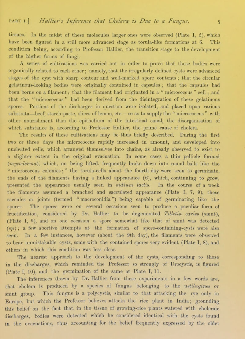 tissues. In the midst of these molecules larger ones were observed (Plate I, 5), which have been figured in a still more advanced stage as torula-like formations at 6. This condition being, according to Professor Hallier, the transition stage to the development of the higher forms of fungi. A series of cultivations was carried out in order to prove that these bodies were organically related to each other ; namely, that the irregularly defined cysts were advanced stages of the cyst with sharp contour and well-marked spore contents ; that the circular gelatinous-looking bodies were originally contained in capsules ; that the capsules had been borne on a filament; that the filament had originated in a  micrococcus  cell ; and that the  micrococcus  had been derived from the disintegration of these gelatinous spores. Portions of the discharges in question were isolated, and placed upon various substrata—beef, starch-paste, slices of lemon, etc.—so as to supply the micrococcus with other nourishment than the epithelium of the intestinal canal, the disorganisation of which substance is, according to Professor Hallier, the prime cause of cholera. The results of these cultivations may be thus briefly described. During the first two or three days the micrococcus rapidly increased in amount, and developed into nucleated cells, which arranged themselves into chains, as already observed to exist to a slighter extent in the original evacuation. In some cases a thin pellicle formed (mycoderma), which, on being lifted, frequently broke down into round balls like the  micrococcus colonies ;  the torula-cells about the fourth day were seen to germinate, the ends of the filaments having a linked appearance (6), which, continuing to grow, presented the appearance usually seen in oidiuvi lactis. In the course of a week the filaments assumed a branched and sacculated appearance (Plate I, 7, 9), these saccules or joints (termed  macroconidia) being capable of germinating like the spores. The spores were on several occasions seen to produce a peculiar form of fructification, considered by Dr. Hallier to be degenerated Tilletia caries (smut), (Plate I, 9), and on one occasion a spore somewhat like that of smut was detected (sp); a few abortive attempts at the formation of spore-containing-cysts were also seen. In a few instances, however (about the 9th day), the filaments were observed to bear unmistakable cysts, some with the contained spores very evident (Plate I, 8), and others in which this condition was less clear. The nearest approach to the development of the cysts, corresponding to those in the discharges, which reminded the Professor so strongly of Urocystis, is figured (Plate I, 10), and the germination of the same at Plate I, 11. The inferences drawn by Dr. Hallier from these experiments in a few words are, that cholera is produced by a species of fungus belonging to the ustilagines or smut group. This fungus is a polycystis, similar to that attacking the rye only in Europe, but which the Professor believes attacks the rice plant in India; grounding this belief on the fact that, in the tissue of growing-rice plants watered with choleraic discharges, bodies were detected which he considered identical with the cysts found in the evacuations, thus accounting for the belief frequently expressed by the older