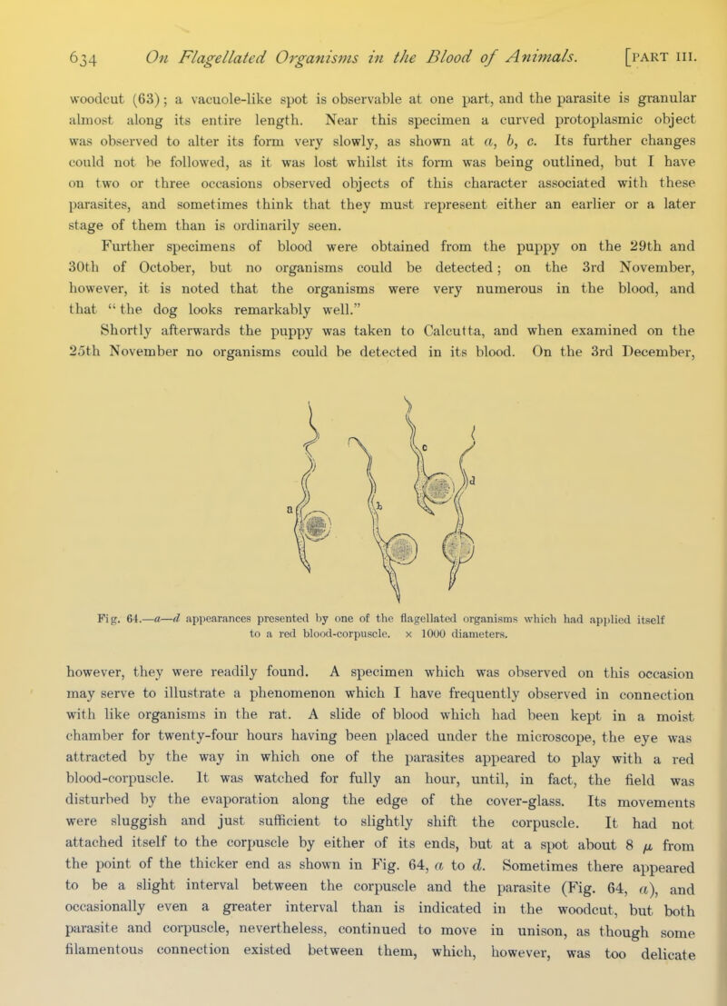 woodcut (63); a vacuole-like spot is observable at one part, and the parasite is granular almost along its entire length. Near this specimen a curved protoplasmic object was observed to alter its form very slowly, as shown at «, 6, c. Its further changes could not be followed, as it was lost whilst its form was being outlined, but I have on two or three occasions observed objects of this character associated with these parasites, and sometimes think that they must represent either an earlier or a later stage of them than is ordinarily seen. Further specimens of blood were obtained from the puppy on the 29th and 30th of October, but no organisms could be detected; on the 3rd November, however, it is noted that the organisms were very numerous in the blood, and that  the dog looks remarkably well. Shortly afterwards the puppy was taken to Calcutta, and when examined on the 25th November no organisms could be detected in its blood. On the 3rd December, Fig. 64.—a—d appearances presented by one of the flagellated organisms which had applied itself to a red blood-corpuscle, x 1000 diameters. however, they were readily found. A specimen which was observed on this occasion may serve to illustrate a phenomenon which I have frequently observed in connection with like organisms in the rat. A slide of blood which had been kept in a moist chamber for twenty-four hours having been placed under the microscope, the eye was attracted by the way in which one of the parasites appeared to play with a red blood-corpuscle. It was watched for fully an hour, until, in fact, the field was disturbed by the evaporation along the edge of the cover-glass. Its movements were sluggish and just sufficient to slightly shift the corpuscle. It had not attached itself to the corpuscle by either of its ends, but at a spot about 8 from the point of the thicker end as shown in Fig. 64, a to d. Sometimes there appeared to be a slight interval between the corpuscle and the parasite (Fig. 64, a\ and occasionally even a greater interval than is indicated in the woodcut, but both parasite and corpuscle, nevertheless, continued to move in unison, as though some filamentous connection existed between them, which, however, was too delicate