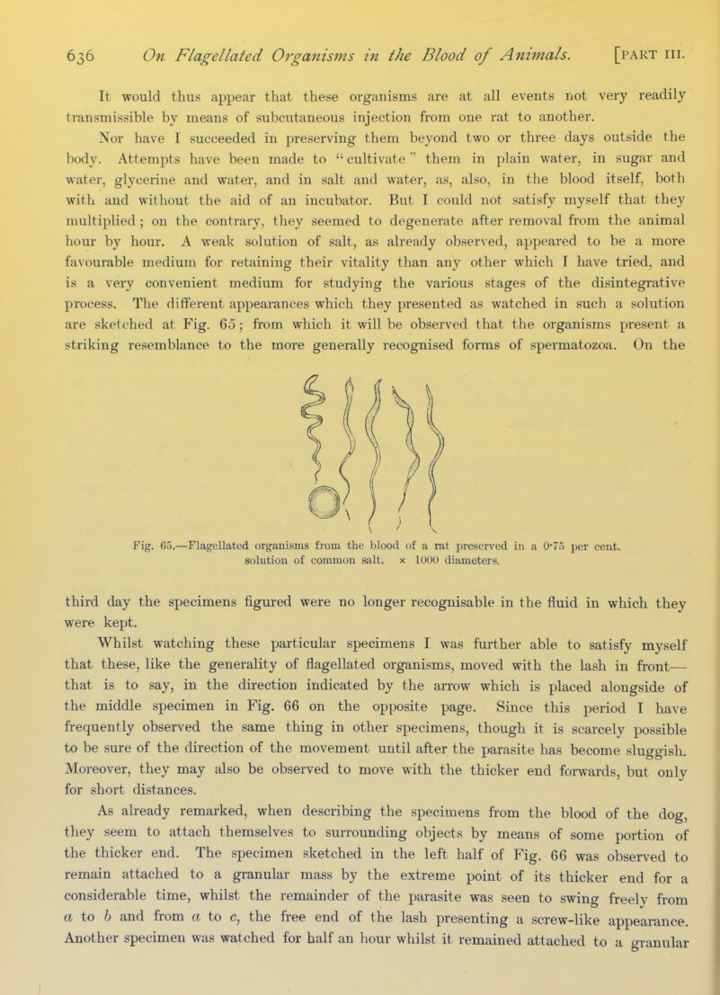 It would thus appear that these organisms are at all events not very readily transmissible by means of subcutaneous injection from one rat to another. Nor have I succeeded in preserving them beyond two or three days outside the body. Attempts have been made to cultivate them in plain water, in sugar and water, glycerine and water, and in salt and water, as, also, in the blood itself, both with and without the aid of an incubator. But T could not satisfy myself that they multiplied ; on the contrary, they seemed to degenerate after removal from the animal hour by hour. A weak solution of salt, as already observed, appeared to be a more favourable medium for retaining their vitality than any other which T have tried, and is a very convenient medium for studying the various stages of the disintegrative process. The different appearances which they presented as watched in such a solution are sketched at Fig. 65; from which it will be observed that the organisms present a striking resemblance to the more generally recognised forms of spermatozoa. On the Fig. 65.—Flagellated organisms from the blood of a rat preserved in a 0'7o per cent, solution of common salt, x 1000 diameters. third day the specimens figured were no longer recognisable in the fluid in which they were kept. Whilst watching these particular specimens I was further able to satisfy myself that these, like the generality of flagellated organisms, moved with the lash in front— that is to say, in the direction indicated by the arrow which is placed alongside of the middle specimen in Fig. 66 on the opposite page. Since this period I have frequently observed the same thing in other specimens, though it is scarcely possible to be sure of the direction of the movement until after the parasite has become sluggish. Moreover, they may also be observed to move with the thicker end forwards, but only for short distances. As already remarked, when describing the specimens from the blood of the dog, they seem to attach themselves to surrounding objects by means of some portion of the thicker end. The specimen sketched in the left half of Fig. 66 was observed to remain attached to a granular mass by the extreme point of its thicker end for a considerable time, whilst the remainder of the parasite was seen to swing freely from a to h and from a to c, the free end of the lash presenting a screw-like appearance. Another specimen was watched for half an hour whilst it remained attached to a granular