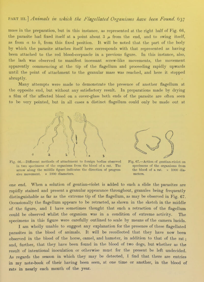 mass in the preparation, but in this instance, as represented at the right half of Y'\g. 06, the parasite had fixed itself at a point about 3 from the end, and to swing itself, as from a to 6, from this fixed position. It will be noted that the part of the body by which the parasite attaches itself here corresponds with that represented as having been attached to the red blood-corpuscle in a previous figure. In this instance, also, the lash was observed to manifest incessant screw-like movements, the movement apparently commencing at the tip of the flagellum and proceeding rapidly upwards until the point of attachment to the granular mass was reached, and here it stopped abruptly. Many attempts were made to demonstrate the presence of another flagellum at the opposite end, but without any satisfactory result. In preparations made by drying a film of the atfected blood on a cover-glass both ends of the parasite are often seen to be very pointed, but in all cases a distinct flagellum could only be made out at Fig. (;6.—Different methods of attachment to foreign bodies observed in two spocimeri.s of the organisms from the blood of a rat. The arrow along the middle figure indicates the direction of progres- sive movement, x 1000 diameters. Fig. 67.—Action of gentian-violet on specimens of the organisms from the blood of a rat. x 1000 dia- meters. one end. When a solution of gentian-violet is added to such a slide the parasites are rapidly stained and present a granular appearance throughout, granules being frequently distinguishable as far as the extreme tip of the flagellum, as may be observed in Fig. 67. Occasionally the flagellum appears to be retracted, as shown in the sketch in the middle of the figure, and I have sometimes thought that such a retraction of the flagellum could be observed whilst the organism was in a condition of extreme activity. The specimens in this figure were carefully outlined to scale by means of the camera lucida. I am wholly unable to suggest any explanation for the presence of these flagellated parasites in the blood of animals. It will be recollected that they have now been observed in the blood of the horse, camel, and hamster, in addition to that of the rat; and, further, that they have been found in the blood of two dogs, but whether as the result of intentional inoculation or otherwise must for the present be left undecided. As regards the season in which they may be detected, I find that there are entries in my note-book of their having been seen, at one time or another, in the blood of rats in nearly each month of the year.