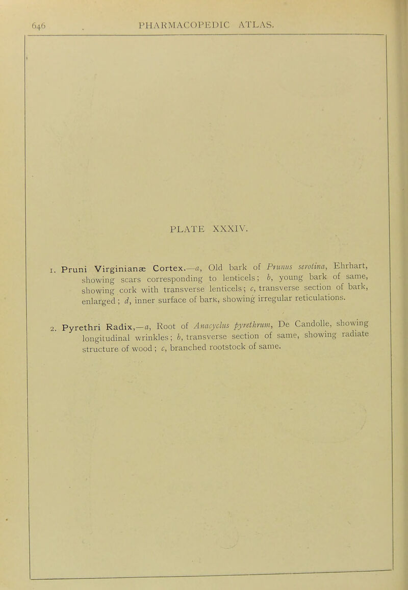 PLATE XXXIV. 1. Pruni Virginianee Cortex.—a, Old bark of Pninus serolina, Ehrhart, showing scars corresponding to len-ticels; h, young bark of same, showing cork with transverse lenticels; c, transverse section of bark, enlarged; d, inner surface of barK, showing irregular reticulations. 2. Pyrethri Radix,-a, Root of Anacyclus pyrethnm, De Candolle, showing longitudinal wrinkles; ft, transverse section of same, showing radiate structure of wood ; c, branched rootstock of same.