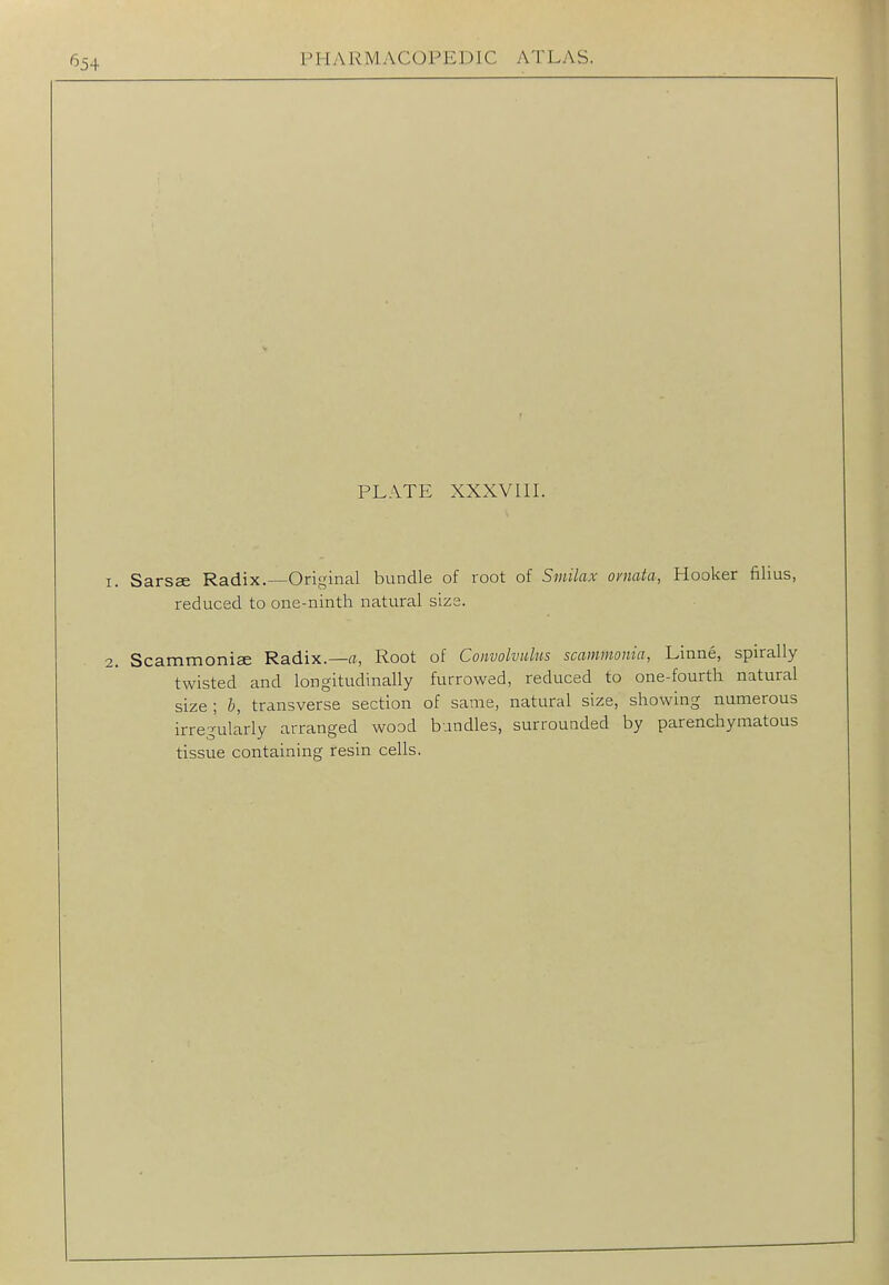PLATE XXXV III. 1. Sarsee Radix.—Original bundle of root of Smilax ovnata, Hooker filius, reduced to one-ninth natural size. 2. Scammoniae Radix.—a, Root of Convolvulus scammonia, Linne, spirally twisted and longitudinally furrowed, reduced to one-fourth natural size ; b, transverse section of same, natural size, showing numerous irregularly arranged wood bundles, surrounded by parenchymatous tissue containing resin cells.