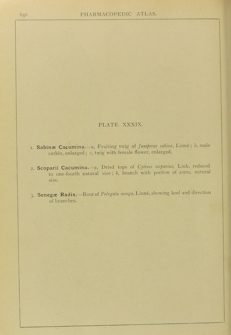 PLATE XXXIX. Sabinse Cacumina.—a, PVuiting twig of Juniperus sabiiia, Linne ; h, male catkin, enlarged; c, twig with female flower, enlarged, Scoparii Cacumina.—«, Dried tops of Cytistis scoparius, Link, reduced to one-fourth natural size ; b, branch with portion of stem, natural size. Senega Radix.—Root of Polvgala senega, Linne, showing keel and direction of branches.