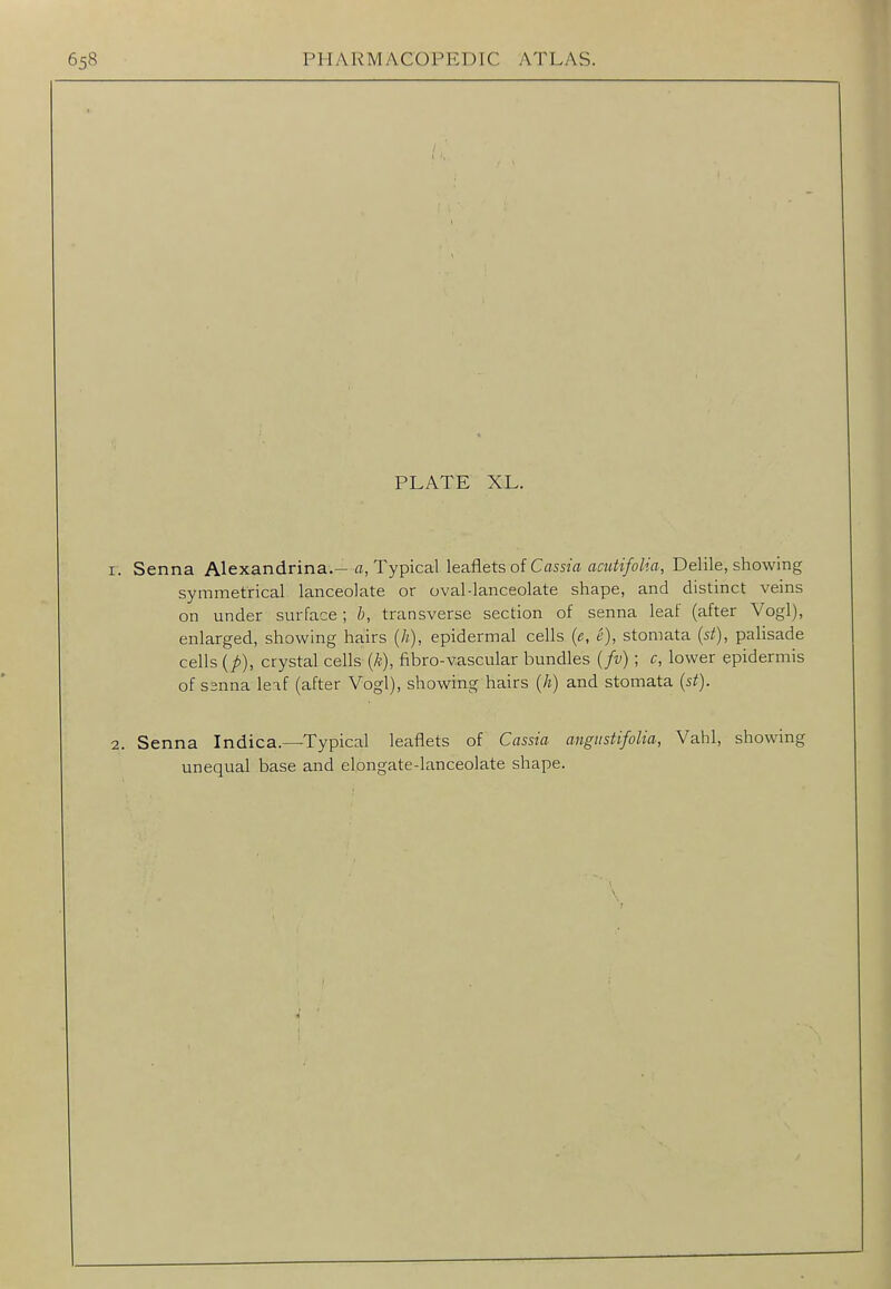 PLATE XL. I. Senna Alexandrina.—a, Typical leaflets of Cassm fla«^?/o/?a, Delile, showing symmetrical lanceolate or oval-lanceolate shape, and distinct veins on under surface; h, transverse section of senna leaf (after Vogl), enlarged, showing hairs {h), epidermal cells ie, e), stomata (5^), palisade cells {p), crystal cells {k), fibro-vascular bundles {fv) ; c, lower epidermis of S3nna leaf (after Vogl), showing hairs {h) and stomata {st). 2. Senna Indica.—Typical leaflets of Cassia angustifolia, Vahl, showing unequal base and elongate-lanceolate shape.