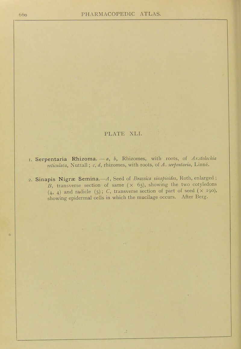 PLATE XLL 1. Serpentaria Rhizoma.—a, b, Rhizomes, with roots, of Aristolochia reticulaia, Nutlall; c, d, rhizomes, with roots, oi A. serpentaria, Linne. 2. Sinapis Nigrae Semina.—A, Seed of Brassica sinapioides, Roth, enlarged; B, transverse section of same (x 65), showing the two cotyledons (4, 4) and radicle (5); C, transverse section of part of seed (x 190), showing epidermal cells in which the mucilage occurs. After Berg.