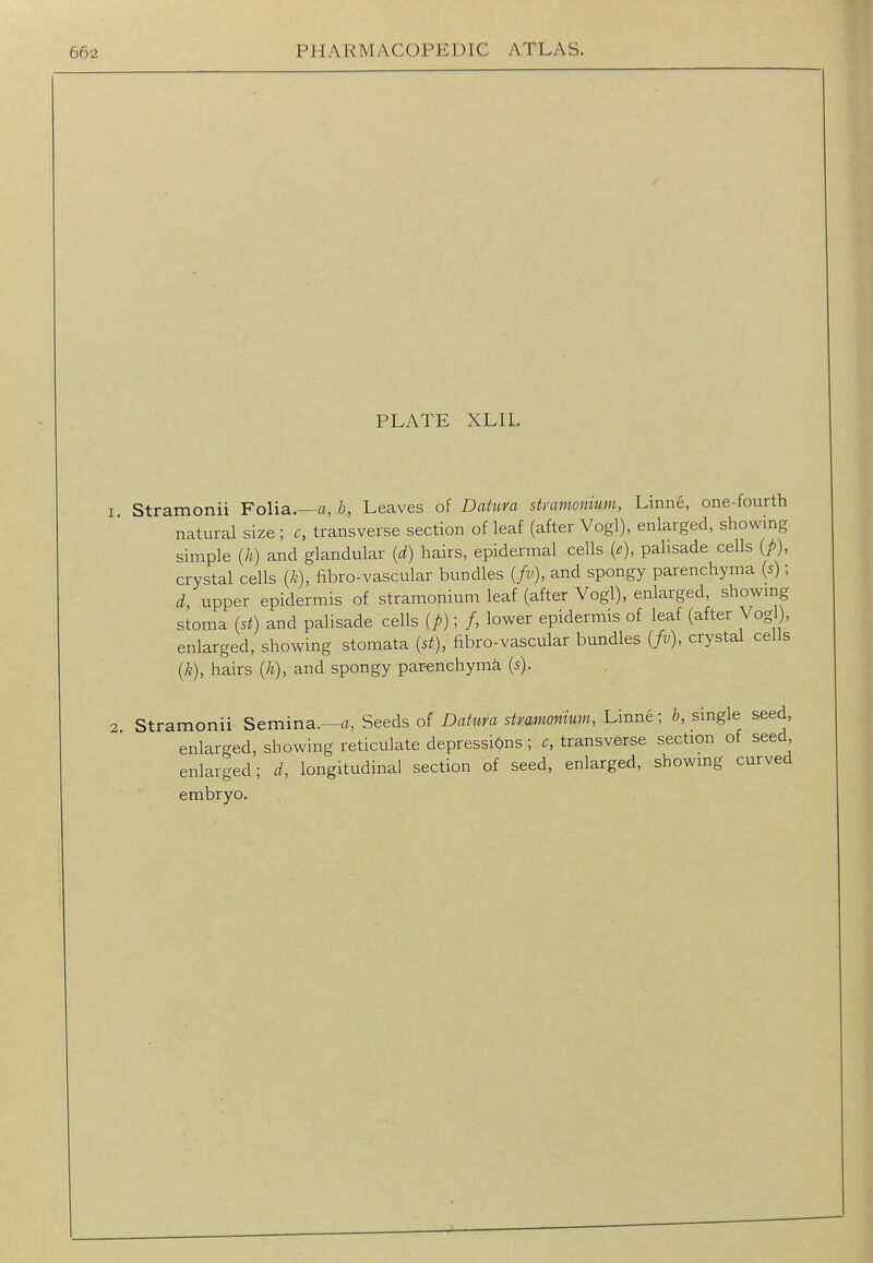 PLATE XLIL Stramonii Folia.—a, i, Leaves of Datura styamonium, Linne, one-fourth natural size ; c, transverse section of leaf (after Vogl), enlarged, showing simple {h) and glandular {d) hairs, epidermal cells (e), palisade cells {p), crystal cells {k), fibro-vascular bundles {fv), and spongy parenchyma (s); d, upper epidermis of stramonium leaf (after Vogl), enlarged, showing stoma {st) and palisade cells (p); /, lower epidermis of leaf (after Vogl), enlarged, showing stomata (5^), fibro-vascular bundles {fv), crystal ceils (k), hairs {h), and spongy par-enchymk (s). Stramonii Semina.—«, Seeds o( Datura stramonium, Linne; 6, single seed, enlarged, showing reticulate depressions; c, transverse section of seed enlarged; d, longitudinal section of seed, enlarged, showmg curved embryo.