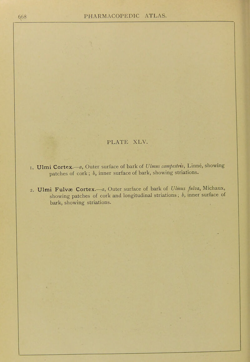 PLATE XLV. Ulmi Cortex.—ff, Outer surface of bark of Uliims campestvis, Linne, showing patches of cork ; h, inner surface of bark, showing striations. Ulmi Fulvse Cortex.—a, Outer surface of bark of Ulmus fulva, Michaux, showing patches of cork and longitudinal striations; b, inner surface of bark, showing striations.