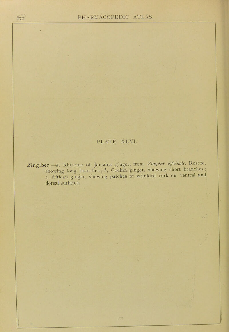 PLATE XLVI. Zingiber.—fl, Rhizome of Jamaica ginger, from Zingiber officinale, Roscoe, showing long branches; b, Cochin ,ginger, showing short brandies; c, African ginger, showing patches of wrinkled cork on ventral and dorsal surfaces.