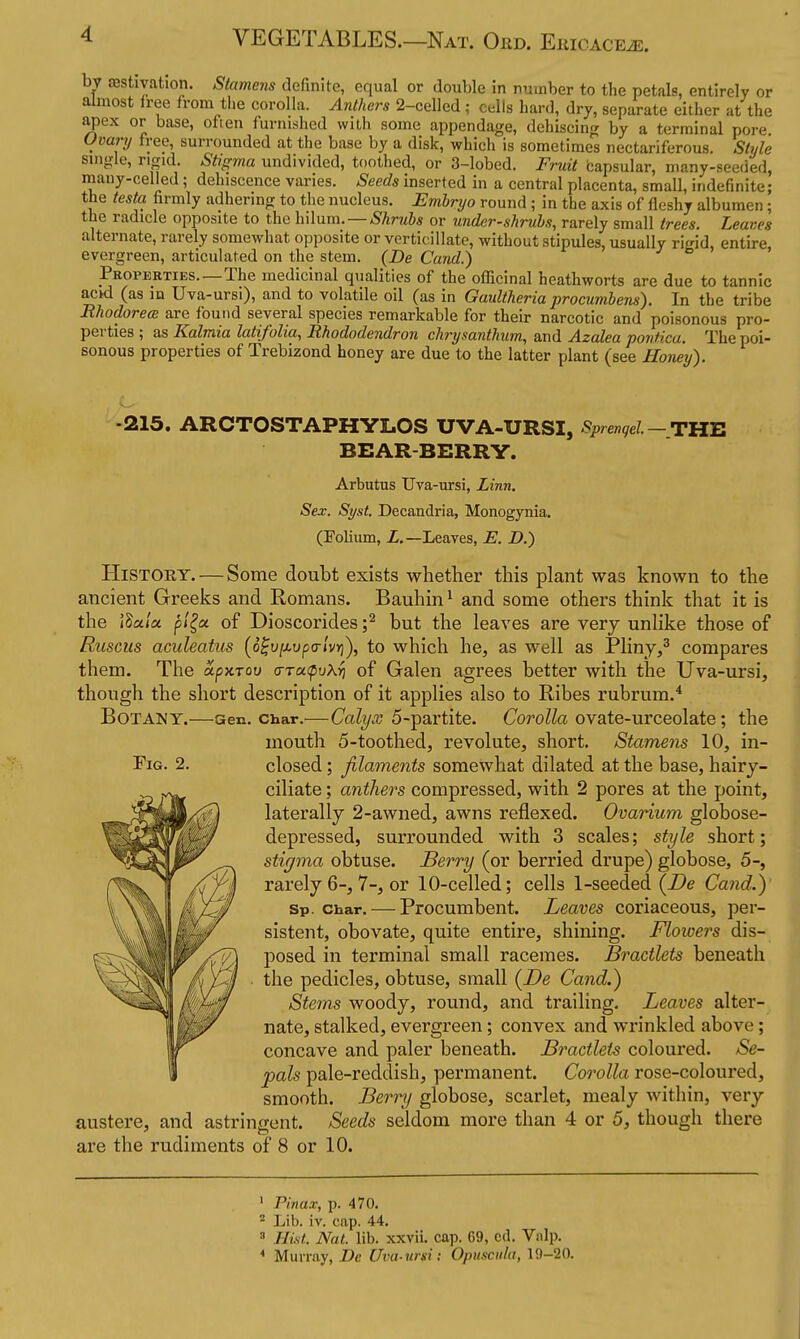 bv aestivation. Stamens definite, equal or double in number to the petals, entirely or almost free from the corolla. Anthers 2-celled; cells hard, dry, separate either at the apex or base, ofien iurnished with some appendage, dehiscing by a terminal pore Ovary free, surrounded at the base by a disk, which is sometimes nectariferous. Style single, rigid. Stigma undivided, toothed, or 3-lobed. Fruit bapsular, many-seeded, many-celled; dehiscence varies. Seeds inserted in a central placenta, small, indefinite; the testa firmly adhering to the nucleus. Embryo round ; in the axis of fleshy albumen ; the radicle opposite to the \\\\nm. —Shrubs or under-shrubs, rarely small trees. Leaves alternate, rarely somewhat opposite or verticillate, without stipules, usually rigid, entire, evergreen, articulated on the stem. (De Cand.) Properties.—The medicinal qualities of the officinal heathworts are due to tannic acid (as in Uva-ursi), and to volatile oil (as in Gaultheria procumbens). In the tribe Rhodorem are found several species remarkable for their narcotic and poisonous pro- perties ; as Kalmia latifolia, Rhododendron chrysanthum, and Azalea ponfica. The poi- sonous properties of Trebizond honey are due to the latter plant (see Honey). -215. ARCTOSTAPHYLiOS UVA-URSI, Sprengel — THE BEAR-BERRY. Arbutus Uva-ursi, Linn, Sex. Syst. Decandria, Monogynia. (Folium, Z.—Leaves, U. D.) History. — Some doubt exists whether this plant was known to the ancient Greeks and Romans. Bauhin^ and some others think that it is the i^ala pl^u of Dioscorides ;^ but the leaves are very unlike those of RusGiis aculeatus [6^v[jiupa-lvYi), to which he, as well as Pliny/ compares them. The apuTov a-TcupvXri of Galen agrees better with the Uva-ursi, though the short description of it applies also to Ribes rubrum.* Botany.—aen. char.—Calyx 5-partite. Corolla ovate-urceolate; the mouth 5-toothed, revolute, short. Stamem 10, in- FiG. 2. closed; filaments somewhat dilated at the base, hairy- ciliate; anthers compressed, with 2 pores at the point, laterally 2-awned, awns reflexed. Ovarium globose- depressed, surrounded with 3 scales; style short; stigma obtuse. Berry (or berried drupe) globose, 5-, rarely 6-, 7-, or 10-celled; cells 1-seeded {De Cand.) Sp. Char. — Procumbent. Leaves coriaceous, per- sistent, obovate, quite entire, shining. Flowers dis- posed in terminal small racemes. Bractlets beneath the pedicles, obtuse, small {De Cand.) Stems woody, round, and trailing. Leaves alter- nate, stalked, evergreen; convex and wrinkled above; concave and paler beneath. Bractlets coloured. Se- pals pale-reddish, permanent. Corolla rose-coloured, smooth. Berry globose, scarlet, mealy within, very austere, and astringent. Seeds seldom more than 4 or 5, though there are the rudiments of 8 or 10. ' Pinax, p. 470. ^ Lib. iv. cap. 44. = Hist. Nat. lib. xxvii. cap. 69, cd. Vnlp. * Murray, De Uva-ursi: Opusciila, 10-20.