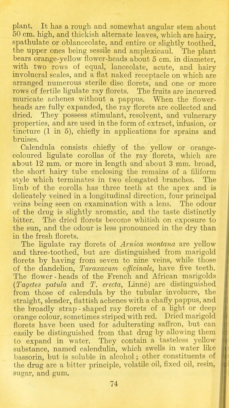 plant. It has a rough and somewhat angular stem about 50 cm. high, and thickish alternate leaves, which are hairy, spathulate or oblanceolate, and entire or sUghtly toothed, the upper ones being sessile and amplexicaul. The plant bears orange-yellow flower-heads about 5 cm. in diameter, with two rows of equal, lanceolate, acute, and hairy involucral scales, and a flat naked receptacle on which are arranged numerous sterile disc florets, and one or more rows of fertile Ugulate ray florets. The fruits are incurved muricate achenes without a pappus. T^Tien the flower- heads are fully expanded, the ray florets are collected and dried. They possess stimulant, resolvent, and vulnerary properties, and are used in the form of extract, infusion, or tincture (1 in 5), chiefly in appUcations for sprains and bruises. Calendula consists chiefly of the yellow or orange- coloured Ugulate corollas of the ray florets, which are about 12 mm. or more in length and about 3 mm. broad, the short hairy tube enclosing the remains of a fihform style which terminates in two elongated branches. The limb of the corolla has three teeth at the apex and is dehcately veined in a longitudinal direction, four principal veins being seen on examination with a lens. The odour of the drug is sUghtly aromatic, and the taste distinctly bitter. The dried florets become whitish on exposure to the sun, and the odour is less pronounced m the dry than in the fresh florets. The Hgulate ray florets of Arnica montana are yellow and three-toothed, but are distinguished from marigold florets by having from seven to nine veins, while those of the dandeUon, Taraxacum officinale, have five teeth. The flower-heads of the French and African marigolds {Tagetes patula and T. erecta, Linne) are distinguished from those of calendula by the tubular involucre, the straight, slender,, flattish achenes with a chaffy pappus, and the broadly strap - shaped ray florets of a hght or deep orange colour, sometimes striped with red. Dried marigold florets have been used for adulterating saifron, but can easily be distinguished from that drug by allo^\^ng them to expand in water. They contain a tasteless yellow substance, named calenduhn, which swells in water like bassorin, but is soluble in alcohol; other constituents ot the drug are a bitter principle, volatile oil, fixed oil, resin, sugar, and gum.