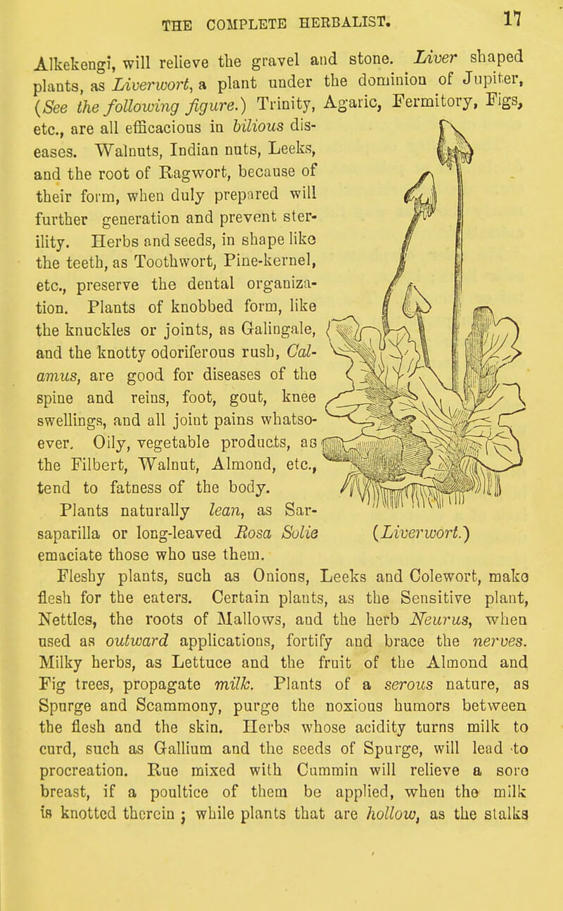 Alkekengi, will relieve the gravel and stone. Liver shaped plants, as Liverwort, a plant under the dominion of Jupiter, {See the following figure.) Trinity, Agaric, Fermitory, Figs, etc., are all efficacious in bilious dis- eases. Walnuts, Indian nuts, Leeks, and the root of Ragwort, because of their form, when duly prepared will further generation and prevent ster- ility. Herbs and seeds, in shape like the teeth, as Toothwort, Pine-kernel, etc., preserve the dental organiza- tion. Plants of knobbed form, like the knuckles or joints, as Galingale, and the knotty odoriferous rush, Cal- amus, are good for diseases of the spine and reins, foot, gout, knee swellings, and all joint pains whatso- ever. Oily, vegetable products, as the Filbert, Walnut, Almond, etc., tend to fatness of the body. Plants naturally lean, as Sar- saparilla or long-leaved Rosa Solie {Liverwort.') emaciate those who use them. Fleshy plants, such as Onions, Leeks and Colewort, mako flesh for the eaters. Certain plants, as the Sensitive plant, Nettles, the roots of Mallows, and the herb Neurus, when used as outward applications, fortify and brace the nerves. Milky herbs, as Lettuce and the fruit of the Almond and Fig trees, propagate milh. Plants of a serous nature, as Spurge and Scammony, purge the noxious humors between the flesh and the skin. Herbs whose acidity turns milk to curd, such as Gallium and the seeds of Spurge, will lead to procreation. Rue mixed with Cummin will relieve a soro breast, if a poultice of thcra be applied, when the milk is knotted therein j while plants that are hollow, as the stalks