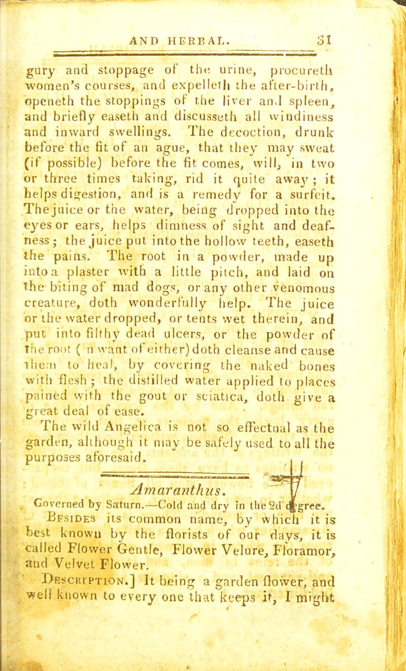 gury and stoppage of th« urine, procuretli women's courses, and expel let Ji the after-birth, openeth the stoppings of the liver and spleen, and briefly easeth and discusseth all windiness and inward swellings. The decoction, drunk before the fit of an ague, that they niay sweat (if possible) before the fit comes, will, in two or three times taking, rid it quite away; it helps digestion, and is a remedy for a surfeit. The juice or the water, being dropped into the eyes or ears, helps dimness of sight and deaf- ness; the juice put into the hollow teeth, easeth the pains. The root in a powder, made up into a plaster with a little pitch, and laid on the biting of mad dogs, or any other venomous creature, doth wonderfully help. The juice or the water dropped, or tents wet therein, and put into filthy dead ulcers, or the powder of the root ( n want of either) doth cleanse and cause them to heal, by covering the naked bones with flesh; the distilled water applied to places pained with the gout or sciatica, doth give a great deal of ease. The wild Angelica is not so effectual as the garden, ahhough it may be safely used to all the purposes aforesaid. Amaranthus. ' 7 Governed by Saturn.—Cold and dry in the 2d ojgree. Bfsides its common name, by which it is best known by the florists of our days, it is called Flower Gentle, Flower Velure, Floramor, and Velvet Flower. Descri ption.] It being a garden flower, and well known to every one that keeps it, I might