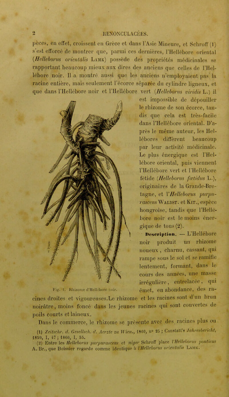 pèces, en cfl'et, croissent en Grèce et dans l'Asie Mineure, et ScliruH' (1) s'est efforcé de montrer que, parmi ces dernières, l'Hellébore oriental {Helleborus orienlalis Lamk) possède des propriétés médicinales se rapportant beaucoup mieux aux dires des anciens que celles de l'Hel- lébore noir. Il a montré aussi que les anciens n'employaient pas la racine entière, mais seulement l'écorce séparée du cylindre ligneux, et que dans l'Hellébore noir et l'Hellébore vert {Helleborus viridis L.) il est impossible de dépouiller le rhizome de son écorce, tan- dis que cela est très-facile dans l'Hellébore oriental. D'a- près le même auteur, les Hel- lébores diffèrent beaucoup par leur activité médicinale. Le plus énergique est l'Hel- lébore oriental, puis viennent l'Hellébore vert et l'Hellébore fétide {Helleborus fœtidus L.), originaires de la Grande-Bre- tagne, et VHelleborus purpu- rascens Waldst. et Kit., espèce hongroise, tandis que l'Hellé- bore noir est le moins éner- gique de tous (2). Description. — L'Hellébore noir produit un rhizome noueux , charnu, cassant, qui rampe sous le sol et se ramifie lentement, formant, dans le cours des années, une masse irrôgulière, entrelacée , qui Fig. I. uhizomc d'HoUéboi'c r.dir. émct, en aboudance, des ra- cines droites et vigoureuses.Le rhizome et les racines sont d'un brun noirâtre, moins foncé dans les jeunes racines qui sont couvertes de poils courts et laineux. Dans le commerce, le rhizome se présente avec des racines plus ou (1) Zcitschr. d. Gesclhch, d. Aerztc zu Wien., 1800, n» 25 ; Canstatl's Jalirrsùi'rirht, 1859, I, 47 ; 1860, I, 53. (a) Entre les Ihllnhorm purpurascens nt nh/er SclirolT place VhMIe/jorus punlkm A. Ur., que Boissier regarde comme idcnlique à VHdkhw'us vrientulif Lamk.