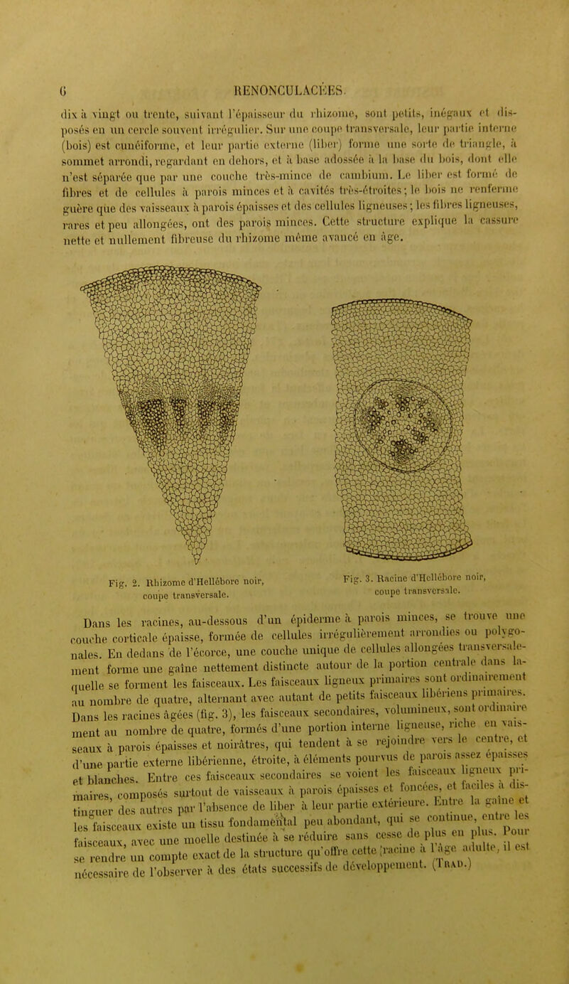 dix il vingt ou tmito, suivant l'ôpiiisseur du rliizoïiio, sout pc^tils, iiiéfi.iux et dis- poses (ai uu coirlc souvi'ut im'gidicr. Sur unn coujk' transversale, leiw partie intoi'ne (bois) est cunéiforme, et leur partie externe (lil)ei') Ibrnio une sorte de trinnffle, îi sommet arrondi, ropçardant en dehors, et à liase adossée ii la liase du liois, dont (die n'est S(!parée que par une couche très-mince de canibium. L(ï liber est fornn'! de libres et de cellules à parois minces et îi cavités trfcs-étroitcs ; le bois ne renfernu; guère que des vaisseaux à parois épaisses et des cellules ligneuses ; les fdtres lifrneuses, rares et peu allongées, ont des parois minces. Cette structure explique l;i fassinr nette et nullement fibreuse du rhizome même avancé en âge. Fi. 2. Uhizome d'Hellébore noir, Fig- 3. Racine d'Hellébore noir, conpe transversale. coupe Iransvcrsslc. Dans les racines, au-dessous d'un épiderme à parois minces, se trouve une couche corticale épaisse, formée de cellules irrégulièrement arrondies ou polygo- nales. En dedans de l'écorce, une couche unique de cellules allongées transversa e- meut forme une gaine nettement distincte autour de la portion centrale .lans la- auelle se forment les faisceaux. Les faisceaux ligneux primaires sont ordinmrement au nombre de quatre, alternant avec autant de petits faisceaux libériens prmianvs. Dans les racines âgées (fig. 3), les faisceaux secondaires, volumineux, sont ordmau-e ment au nombre de quatre, formés d'une portion interne ligneuse, riche en vais- seaux à parois épaisses et noirâtres, qui tendent à se rejoindre vers le centre, et d'une partie externe libérienne, étroite, à éléments pourvus de parois assez épaisses et blanches. Entre ces faisceaux secondaires se voient les faisceaux hgncux pri- mates composés sm-tout de vaisseaux à parois épaisses et foncées et faciles a di.- tiZlv des autres par l'ahsence de liber à leur partie extérieure. Entre la gaine et ^f'Ltx o istemi tissu fondameiital peu abondant, qui se coutume, entre les Ss eaux, avec une moelle destinée â se réduire sans cesse de p us en plus. Pou e rendre ma compte exact de la structure qu'oirre cette ;rac,ne a âge adulte,. ,1 est nécessaire de l'observer à des états successifs de développement. (In.vi..)