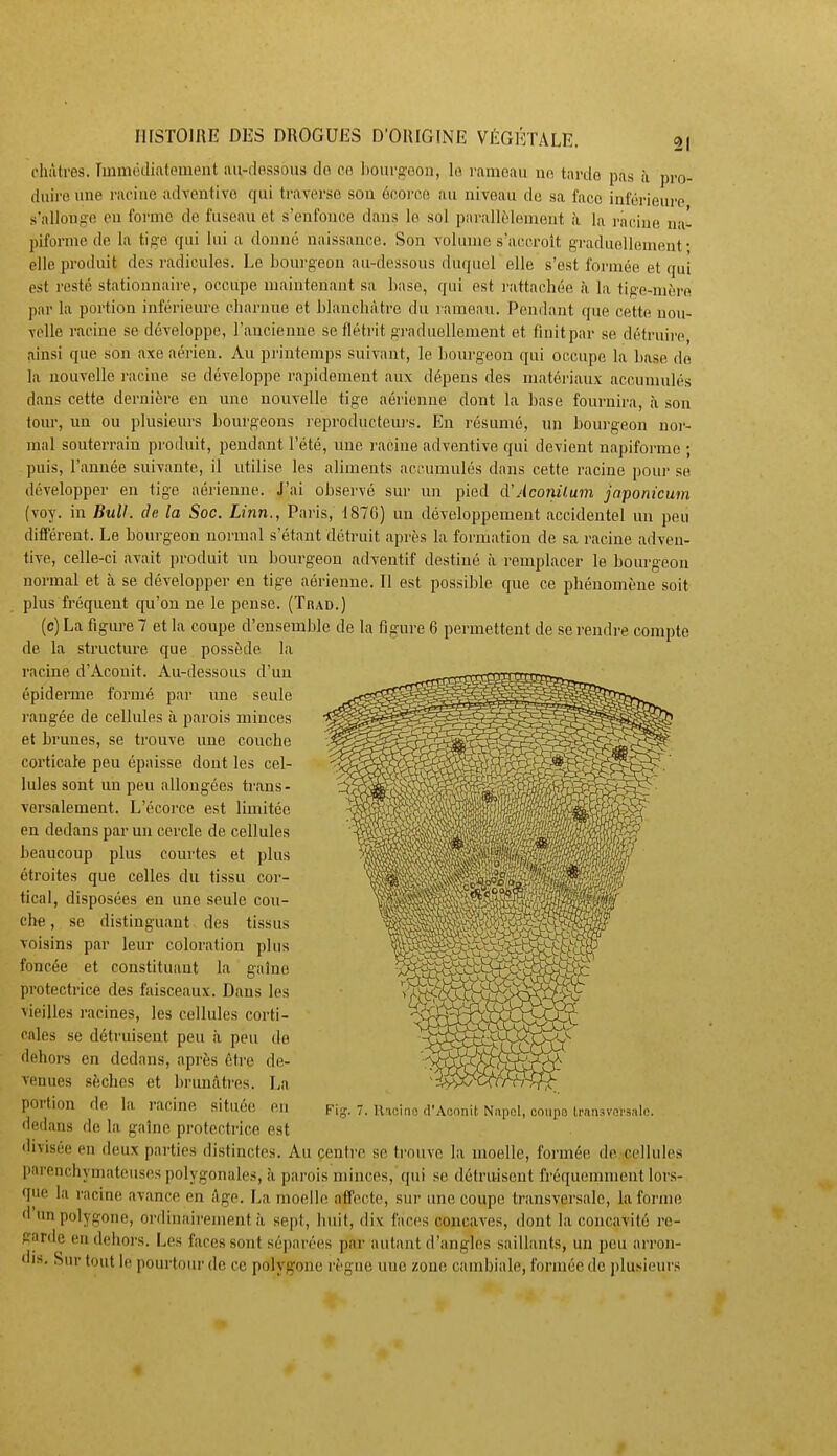 chiitres. Immocliatenient au-dpssoiis do co hoiirg'eon, le rameau ne tanlo pas à pro- duire une racine adventivc qui traverse son éeorce au niveau de sa face inférieure s'allonge eu forme de fuseau et s'enfonce dans le sol parallèlement à la racine na- piforine de la tige qui lui a donné naissance. Son volume s'accroît graduellement- elle produit des radicules. Le bourgeon au-dessous duquel elle s'est formée et qui est resté stationuaire, occupe maintenant sa base, qui est rattachée à la tige-mère par la portion inférieure charnue et blanchâtre du rameau. Pendant que cette uon- Tolle racine se développe, l'ancienne se flétrit gi'aduellement et finit par se détruii'e ainsi que son axe aérien. Au printemps suivant, le bourgeon qui occupe la base de la nouvelle racine se développe rapidement aux dépens des matériaux accumulés dans cette dernière en une nouvelle tige aérienne dont la base fournira, à son tour, un ou plusieurs bourgeons reproducteurs. En résumé, un bourgeon nor- mal souterrain produit, pendant l'été, une racine adventive qui devient napiforrae ; puis, l'année suivante, il utilise les aliments accumulés dans cette racine poui- se développer en tige aérienne. J'ai observé sur un pied cVAconilum japonicum (voy. in Bull, de la Soc. Linn., Paris, 1870) un développement accidentel un peu différent. Le bourgeon normal s'étant détruit après la foi'mation de sa racine adven- tive, celle-ci avait produit un bourgeon adventif destiné à remplacer le bourgeon normal et à se développer en tige aérienne. Il est possible que ce phénomène soit plus fréquent qu'on ne le pense. (T«ad.) (c) La figure 7 et la coupe d'ensemble de la figure 6 permettent de se rendre compte de la structure que possède la racine d'Aconit. Au-dessous d'un épiderme formé par ime seule rangée de cellules à parois minces et brunes, se trouve une couche corticale peu épaisse dont les cel- lules sont un peu allongées trans- versalement. L'écoi'ce est limitée en dedans par un cercle de cellules beaucoup plus courtes et plus étroites que celles du tissu cor- tical, disposées en une seule cou- che , se distinguant des tissus voisins par leur coloration plus foncée et constituant la gaine protectrice des faisceaux. Dans les vieilles racines, les cellules corti- cales se détruisent peu à peu de dehors en dedans, après être de- venues sèches et bruuiitres. La portion de la racine située eu dedans de la gaine protectrice est divisée en deux parties distinctes. Au centre se trouve la moelle, formée do cellules parenchymateuses polygonales, à parois minces, qui se détruisent fréquemment lors- que la racine avance en itge. La moelle affecte, sur une coupe transversale, la forme d'un polygone, ordinairement à sept, huit, dix faces concaves, dont la concavité re- gnrde en dehors. Les faces sont séparées par autant d'angles saillants, un peu arron- dis. Sur tout le pourtour de ce polygone règne une zone cambiale, formée de plusieurs Fig. 7. llaoino d'Acnnit Napol, coiipo trniijvoi'siilo.