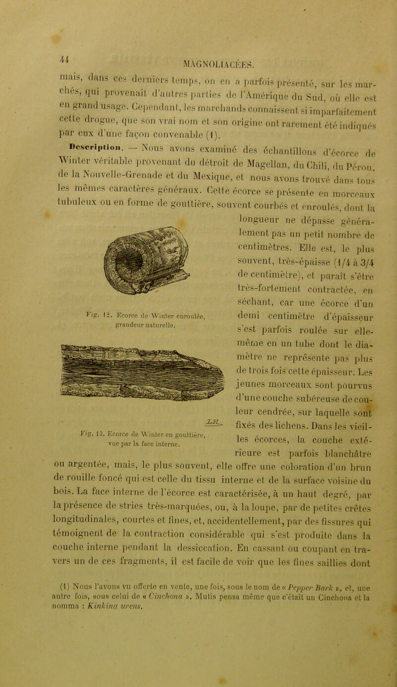 Fig. )o, Ecorce de Winter enroulée, grandeur naturelle. MAONOLIACKKS. uiis, dans CCS (lernic-s temps, on en ,,arfoi.s présent.'., snr los mar- ches, qui provenait, d'autres parties de l'Amérique du Sud, où elle est en grand usage. Cependant, les marchands connaissent si imparfaitement cette drogue, qi,e son vrai nom et son origine ont rarement été indiqués par eux d'une façon convenable (i). Description. _ Nous avons examiné des échantillons d'écorce de Winter véritable provenant du détroit de Magellan, du Chili, du Pérou de la Nouvelle-Grenade et du Mexique, et nous avons trouvé dans tou^ les mêmes caractères généraux. Cette écorce se présente en morceaux tubuleux ou en forme de gouttière, souvent courbés et enroulés, dont la longueur ne dépasse généra- lement pas un petit nombre de centimètres. Elle est, le plus souvent, très-épaisse {i/ik3/A de centimètre), et paraît s'être très-fortement contractée, en séchant, car une écorce d'un demi centimètre d'épaisseur s'est parfois roulée sur elle- même en un tube dont le dia- mètre ne représente pas plus de trois fois cette épaisseur. Les jeunes morceaux sont pourvus d'une couche subéreuse de cou- leur cendrée, sur laquelle sont fixés des lichens. Dans les vieil- les écorces, la couche exté- rieure est parfois blanchâtre ou argentée, mais, le plus souvent, elle otîrc une coloration d'un brun de rouille foncé qui est celle du tissu interne et de la surface voisine du bois. La face interne de l'écorce est caractérisée, à un haut degré, par la présence de stries très-marquées, ou, à la loupe, par de petites crêtes longitudinales, courtes et fines, et, accidentellement, par des fissures qui témoignent de la contraction considérable qui s'est produite dans la couche interne pendant la dessiccation. En cassant ou coupant en Ira- vers un de ces fragments, il est facile de voir que les fines saillies dont (1) Nous l'avons vu oiïerLe en vente, une fois, sous le nom de « Pepper liark t, et, une autre fois, sous celui de « Cinchona ». Mutls pensa môme que o'élail un Cinchona et la nomma : Kinhhia iirens. Fig. )3. Eeorco de \Miilcr en goullière, vue par la face interne. r-