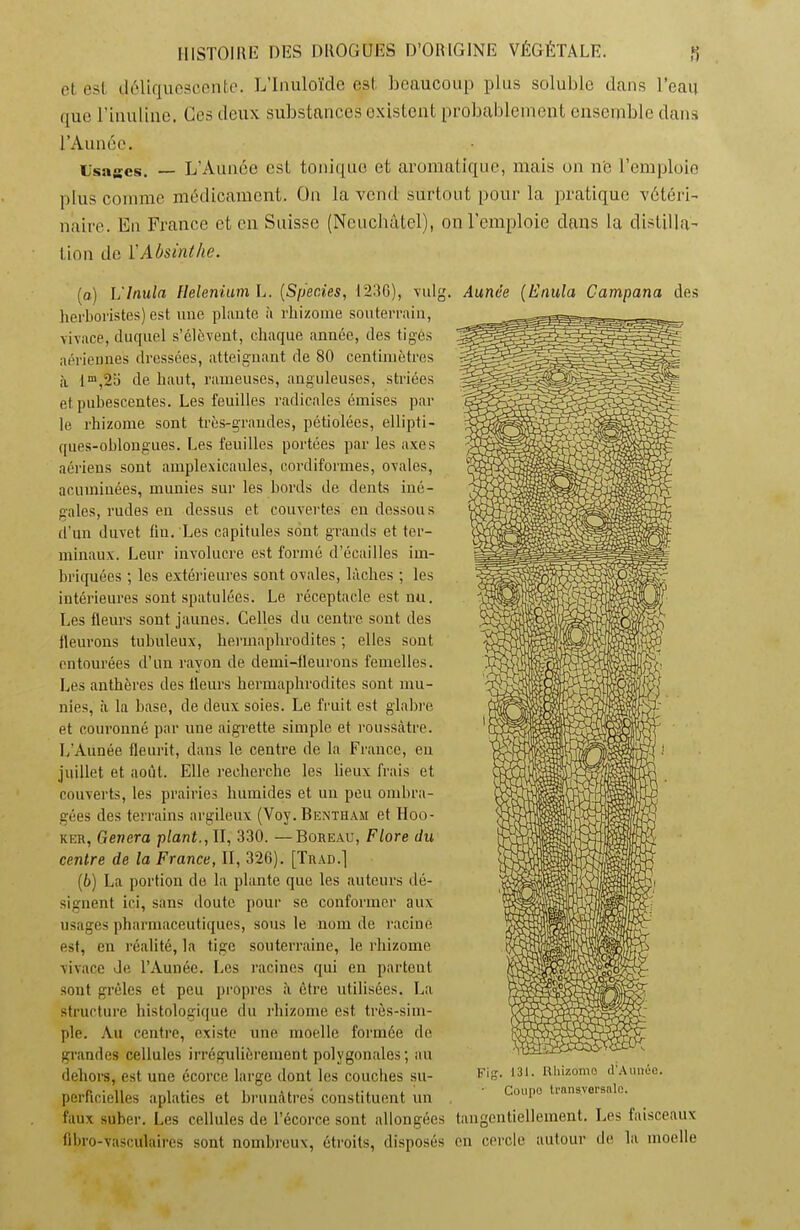 et est déliquescente. L’Inuloïde est beaucoup plus soluble dans l’eau que rinuline. Ces deux substances existent probablement ensemble dans l’Aunée. Usages. — L’Aunée est tonique et aromatique, mais on n'c l’emploie plus comme médicament. On la vend surtout pour la pratique vétéri- naire. Eu France et en Suisse (Neuchâtel), on l’emploie dans la distilla- tion de l'Absinthe. (o) L'Inula Helenium L. (Sperdes, 1236), vulg herboristes) est une plante à rhizome souterrain, vivace, duquel s’élèvent, chaque année, des tiges aériennes dressées, atteignant de 80 centimètres à lm,2a de haut, rameuses, anguleuses, striées et pubescentes. Les feuilles radicales émises par le rhizome sont très-grandes, pétiolées, ellipti- ques-oblongues. Les feuilles portées par les axes aériens sont amplexicaules, cordiformes, ovales, acuminées, munies sur les bords de dents iné- gales, rudes en dessus et couvertes en dessous d’un duvet fin. Les capitules sont grands et ter- minaux. Leur involucre est formé d’écailles im- briquées ; les extérieures sont ovales, lâches ; les intérieures sont spatulées. Le réceptacle est nu. Les fleurs sont jaunes. Celles du centre sont des fleurons tubuleux, hermaphrodites ; elles sont entourées d’un rayon de demi-fleurons femelles. Les anthères des tleurs hermaphrodites sont mu- nies, à la base, de deux soies. Le fruit est glabre et couronné par une aigrette simple et roussàtre. L’Aunée fleurit, dans le centre de la France, eu juillet et août. Elle recherche les lieux frais et couverts, les prairies humides et un peu ombra- gées des terrains argileux (Voy. Bentham et IIoo- ker, Généra plant., U, 330. —Boreau, Flore du centre de la France, II, 326). [Trad.1 (6) La portion de la plante que les auteurs dé- signent ici, sans doute pour se conformer aux usages pharmaceutiques, sous le nom de racine est, en réalité, la tige souterraine, le rhizome vivace de l’Aunée. Les racines qui en partent sont grêles et peu propres à être utilisées. La structure histologique du rhizome est très-sim- ple. Au centre, existe une moelle formée de grandes cellules irrégulièrement polygonales; au dehors, est une écorce large dont les couches su- perficielles aplaties et brunâtres constituent un faux suber. Les cellules de l’écorce sont allongées . Aunée (Enula Campana des Fig. 131. Rhizome d'Amiée. Coupo transversale. tangentiellement. Les faisceaux fibro-Vasculaires sont nombreux, étroits, disposés on cercle autour de la moelle