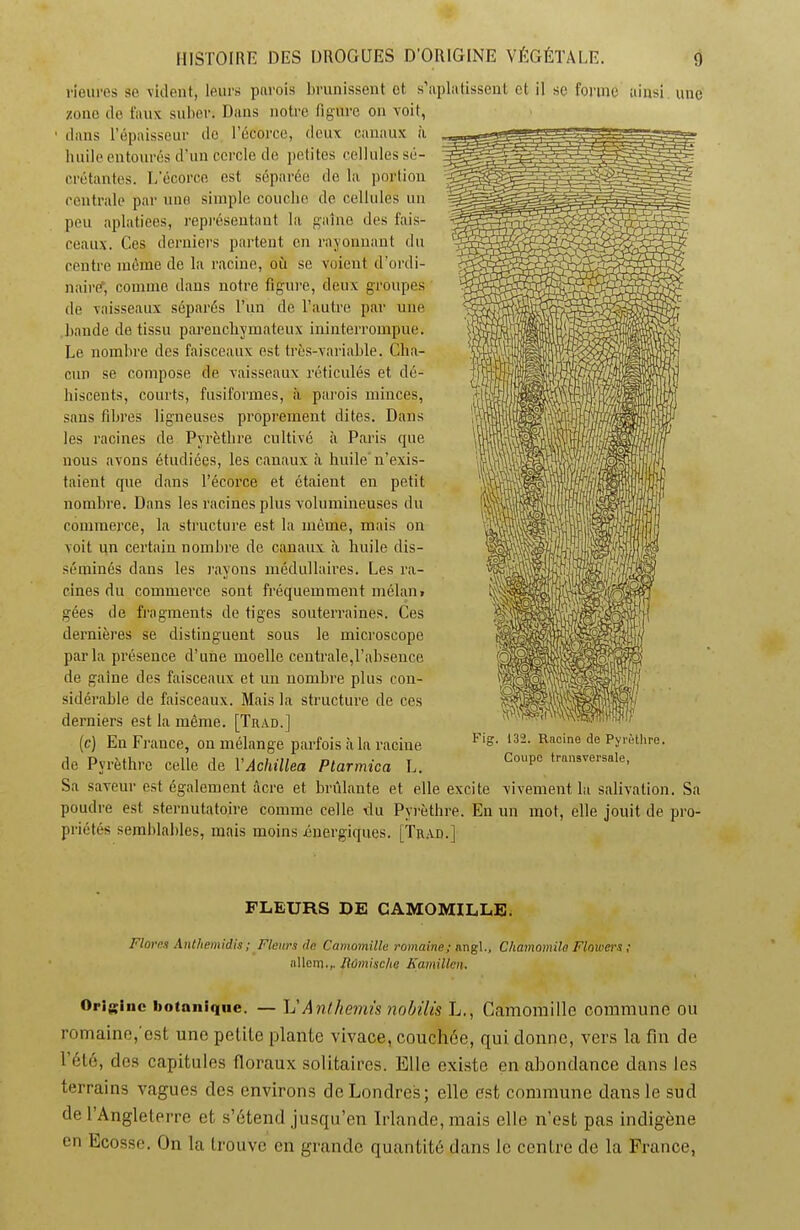 Heures sc vident, leurs parois brunissent et s’aplatissent et il se forme ainsi, une zone do faux sulier. Dans notre figure on voit, 1 dans l’épaisseur do l’écorce, deux canaux à huile entourés d’un cercle de petites cellules sé- crétantes. L’écorce est séparée de la portion centrale par une simple couche de cellules un peu aplatiees, représentant la gaine des fais- ceaux. Ces derniers partent en rayonnant du centre même de la racine, où se voient d'ordi- naircf, comme dans notre figure, deux groupes de vaisseaux séparés l’un de l’autre par une bande de tissu parenchymateux ininterrompue. Le nombre des faisceaux est très-variable. Cha- cun se compose de vaisseaux réticulés et dé- hiscents, courts, fusiformes, à parois minces, sans fibres ligneuses proprement dites. Dans les racines de Pyrèthre cultivé à Paris que nous avons étudiées, les canaux à huile'n’exis- taient que dans l’écorce et étaient en petit nombre. Dans les racines plus volumineuses du commerce, la structure est la même, mais on voit un certain nombre de canaux à huile dis- séminés dans les rayons médullaires. Les ra- cines du commerce sont fréquemment mélan» gées de fragments de tiges souterraines. Ces dernières se distinguent sous le microscope parla présence d’une moelle centrale,l’absence de gaine des faisceaux et un nombre plus con- sidérable de faisceaux. Mais la structure de ces derniers est la même. [Trad.] (c) En France, on mélange parfois à la racine de Pyrèthre celle de VAchillea Plarmica L. Sa saveur est également âcre et brûlante et elle excite vivement la salivation. Sa poudre est sternutatoire comme celle du Pyrèthre. En un mot, elle jouit de pro- priétés semblables, mais moins énergiques. [Trad.] 132. Racine de Pyrèthre. Coupe transversale, FLEURS DE CAMOMILLE. Flores Anthemidis ; Fleurs do. Camomille romaine; angl., Chamomilo Flowers ; allern.,, Jlûmischc Kamillcn. Origine botanique. — L’Anthémis nobilis L., Camomille commune ou romaine, est une petite plante vivace, couchée, qui donne, vers la fin de 1 été, des capitules floraux solitaires. Elle existe en abondance dans les terrains vagues des environs de Londres; elle est commune dans le sud de l’Angleterre et s’étend jusqu’en Irlande, mais elle n’est pas indigène en Ecosse. On la trouve en grande quantité dans le centre de la France,