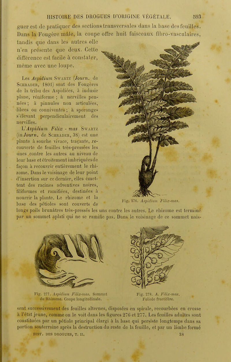 guer est de pratiquer des sections transversales dans la base des feuilles. Dans la Fougère mâle, la coupe offre huit faisceaux fibro-vasculaires, tandis que dans les autres olle n’en présente que deux. Cette différence est facile à constater, même avec une loupe. Les Aspiclium Swartz (Journ. de Schrader, 1801) sont des Fougères do la tribu des Aspidiées, A indusie plane, réniforme ; à nervilles pen- nées ; â pinnules non articulées, •libres ou conuiventes ; à sporanges s’élevant perpendiculairement des nervilles. L’Aspidium Filix - mas Swartz (in Journ. de Schrader, 38) est une plante à souche vivace, traçante, re- couverte de feuilles très-pressées les unes contre les autres au niveau de leur base et étroitement imbriquées de façon à recouvrir entièrement le rhi- zome. Dans le voisinage de leur point d’insertion sur ce dernier, elles émet- tent des racines adventives noires, filiformes et ramifiées, destinées à nourrir la plante. Le rhizome et la „ , , . . , , , Fig. 27b, Aspidium Filix-mas. base des pétioles sont couverts de longs poils brunâtres très-pressés les uns contre les autres. Le rhizome est terminé par un sommet aplati qui ne se ramifie pas. Dans le voisinage de ce sommet nais- Fig. 277. Aspidium Filix-mas. Sommet du Rhizome. Coupo longitudinale. Fig. 278. A. Filix-mas. Foliole fructifère. sent successivement des feuilles alternes, disposées en spirale, recourbées en crosse à l’état jeune, comme on le voit dans les figures 27G et 277. Les feuilles adultes sont constituées par un pétiole principal élargi à la hase qui persiste longtemps dans sa portion souterraine après la destruction du reste de la feuille, et par un limbe formé