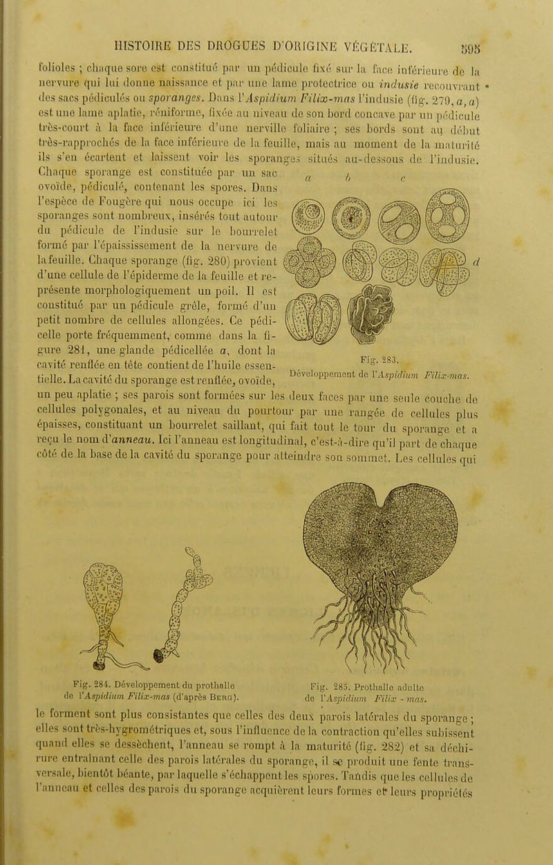 folioles ; chaque sore est constitué par un pédicule fixé sur la face inférieure de la nervure qui lui donne naissance et par une lame protectrice ou indusie recouvrant • des sacs pédioulés ou sporanges. Dans YAspidium Filix-mas l’indusie (fig. 279, a, a) est une lame aplatie, réniforme, fixée au niveau de son bord concave par un pédicule très-court à la face inférieure d’une nerville foliaire ; ses bords sont au début très-rapprocliés de la face inférieure de la feuille, mais au moment de la maturité ils s’en écartent et laissent voir les sporanges situés au-dessous de l’indusie. Chaque sporange est constituée par un sac ovoïde, pédicule, contenant les spores. Dans l’espèce de Fougère qui nous occupe ici les sporanges sont nombreux, insérés tout autour du pédicule de l’indusie sur le bourrelet formé par l’épaississement de la nervure de la feuille. Chaque sporange (fig. 280) provient d'une cellule de l’épiderme de la feuille et re- présente morphologiquement un poil. 11 est constitué par un pédicule grêle, formé d’un petit nombre de cellules allongées. Ce pédi- celle porte fréquemment, comme dans la fi- gure 281, une glande pédicellée a, dont la cavité renflée en tête contient de l’huile essen- tielle. La cavité du sporange est renflée, ovoïde, U' ' cl1111cmon1, cI° 1 Aspidnim Filix-mas. un peu aplatie ; ses parois sont formées sur les deux faces par une seule couche de cellules polygonales, et au niveau du pourtour par une rangée de cellules plus épaisses, constituant un bourrelet saillant, qui fait tout le tour du sporange et a reçu le nom d’a?ine<2u. Ici l’anneau est longitudinal, c’est-à-dire qu’il part de°chaque côté de la base de la cavité du sporange pour atteindre son sommet. Les cellules qui Fig. 284. Développement du prothallo Fig. 28b. Protliallo adnlto de V Aspidium Filix-mas (d’après Behq). de l'Aspidium Filix-mas. le forment sont plus consistantes que celles des deux parois latérales du sporange ; elles sont très-hygrométriques et, sous l’influence de la contraction qu’elles subissent quand elles se dessèchent, l’anneau se rompt à la maturité (fig. 282) et sa déchi- rure entraînant celle des parois latérales du sporange, il se produit une fente trans- versale, bientôt béante, par laquelle s’échappent les spores. Tandis que les cellules de