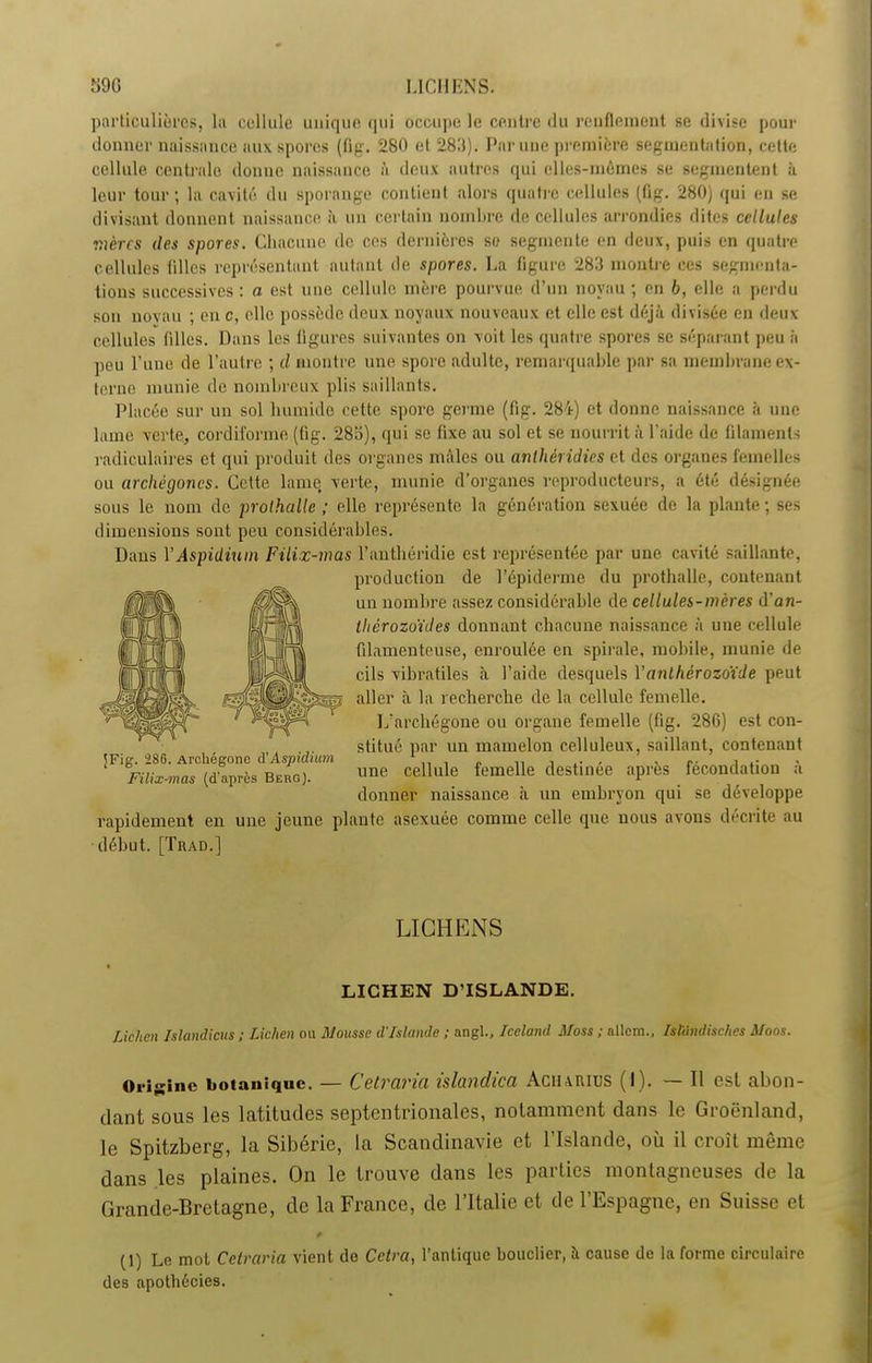 particulières, la cellule unique qui occupe le centre du renflement se divise pour donner naissance aux spores (fig. 280 et 280). Par une première segmentation, cette cellule centrale donne naissance à deux autres qui elles-mêmes se segmentent à leur tour ; la cavité du sporange contient alors quatre cellules (fig. 280) qui en se divisant donnent naissance à un certain nombre de cellules arrondies dites cellules mères des spores. Chacune de ces dernières se segmente en deux, puis en quatre cellules tilles représentant autant de spores. La figure 283 montre ces segmenta- tions successives: a est une cellule mère pourvue d’un noyau; en b, elle a perdu son novau ; en c, elle possède deux noyaux nouveaux et elle est déjà divisée en deux- cellules tilles. Dans les figures suivantes on voit les quatre spores se séparant peu à peu l'une de l’autre ; il montre une spore adulte, remarquable par sa membrane ex- terne munie de nombreux plis saillants. Placée sur un sol humide cette spore germe (fig. 284) et donne naissance à une lame verte, cordiforme (fig. 285), qui se fixe au sol et se nourrit à l’aide de filaments radiculaires et qui produit des organes mâles ou anlhéridies et des organes femelles ou archégones. Cette lame verte, munie d’organes reproducteurs, a été désignée sous le nom de prothalle ; elle représente la génération sexuée de la plante ; ses dimensions sont peu considérables. Dans YAspidium Filix-mas l’anthéridie est représentée par une cavité saillante, production de l’épiderme du prothalle, contenant un nombre assez considérable de cellules-mères d’an- thêrozoïdes donnant chacune naissance à une cellule filamenteuse, enroulée en spirale, mobile, munie de cils vibratiles à l’aide desquels Y anthérozoïde peut aller à la recherche de la cellule femelle. L’archégone ou organe femelle (fig. 286) est con- stitué par un mamelon celluleux, saillant, contenant une cellule femelle destinée après fécondation à donner naissance à un embryon qui se développe JFig. 286. Archégono d’Aspidium Filix-mas (d’après Berg). rapidement en une jeune plante asexuée comme celle que nous avons décrite au début. [Trad.] LICHENS LICHEN D’ISLANDE. lichen Islandicus ; Lichen ou Mousse d'Islande ; nngl., Iceland Moss ; nllem., Isliindischcs Moos. Origine botanique. — Celraria islandica Aciuiuus (I). — Il est abon- dant sous les latitudes septentrionales, notamment dans le Groenland, le Spitzberg, la Sibérie, la Scandinavie et l’Islande, où il croît même dans les plaines. On le trouve dans les parties montagneuses de la Grande-Bretagne, de la France, de l’Italie et de l’Espagne, en Suisse et p (1) Le mol Celraria vient do Cetra, l’antique bouclier, à cause de la forme circulaire des apothécies.