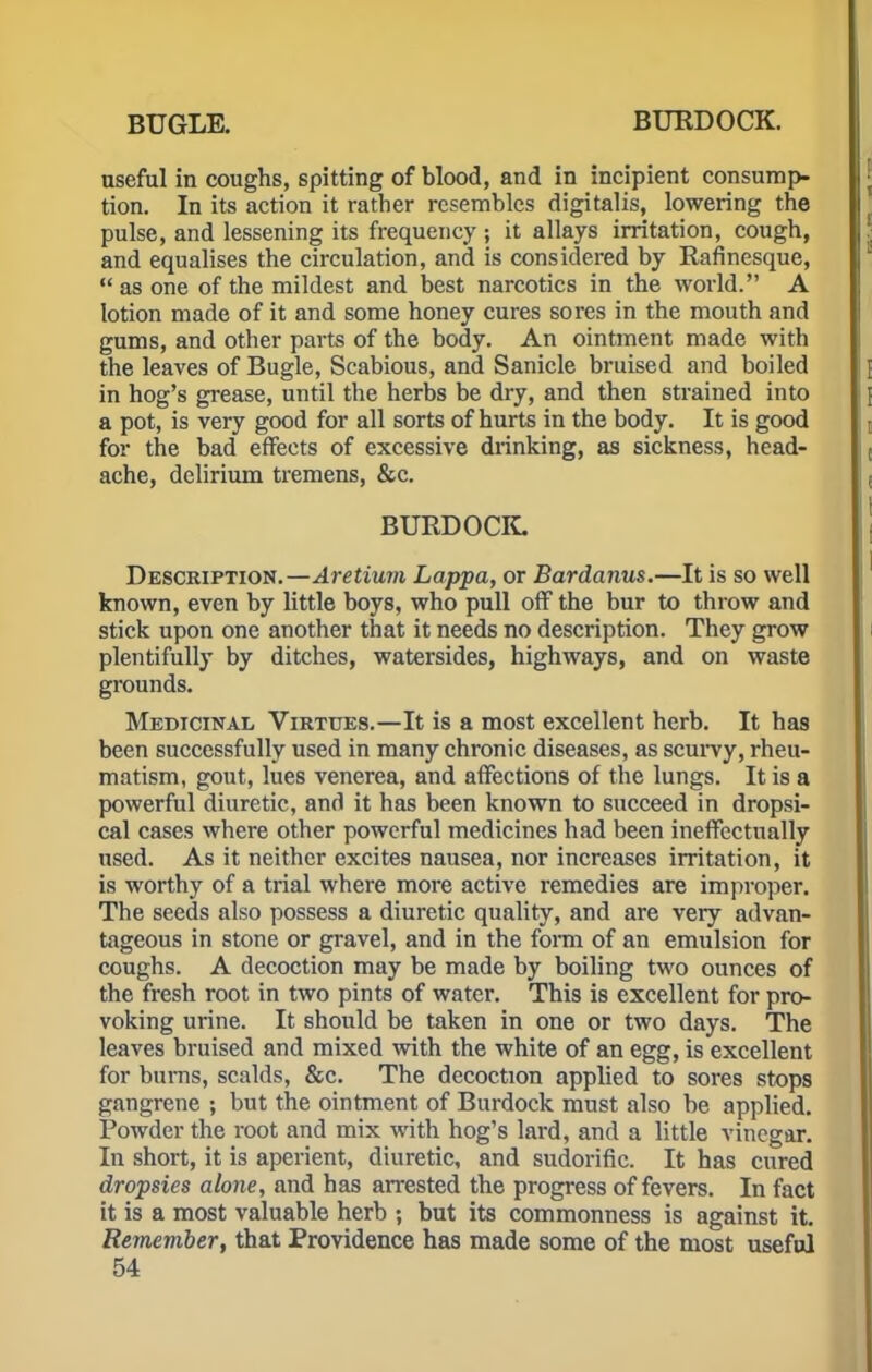 useful in coughs, spitting of blood, and in incipient consump- tion. In its action it rather resembles digitalis, lowering the pulse, and lessening its frequency ; it allays irritation, cough, and equalises the circulation, and is considered by Rafinesque,  as one of the mildest and best narcotics in the world. A lotion made of it and some honey cures sores in the mouth and gums, and other parts of the body. An ointment made with the leaves of Bugle, Scabious, and Sanicle bruised and boiled in hog's grease, until the herbs be dry, and then strained into a pot, is very good for all sorts of hurts in the body. It is good for the bad effects of excessive drinking, as sickness, head- ache, delirium tremens, &c. BURDOCK. Description.—Aretium Lappa, or Bardanus.—It is so well known, even by little boys, who pull off the bur to throw and stick upon one another that it needs no description. They grow plentifully by ditches, watersides, highways, and on waste grounds. Medicinal Virtues.—It is a most excellent herb. It has been successfully used in many chronic diseases, as scurvy, rheu- matism, gout, lues venerea, and affections of the lungs. It is a powerful diuretic, and it has been known to succeed in dropsi- cal cases where other powerful medicines had been ineffectually used. As it neither excites nausea, nor increases irritation, it is worthy of a trial where more active remedies are improper. The seeds also possess a diuretic quality, and are very advan- tageous in stone or gravel, and in the form of an emulsion for coughs. A decoction may be made by boiling two ounces of the fresh root in two pints of water. This is excellent for pro- voking urine. It should be taken in one or two days. The leaves bruised and mixed with the white of an egg, is excellent for bums, scalds, &c. The decoction applied to sores stops gangrene ; but the ointment of Burdock must also be applied. Powder the root and mix with hog's lard, and a little vinegar. In short, it is aperient, diuretic, and sudorific. It has cured dropsies alone, and has arrested the progress of fevers. In fact it is a most valuable herb ; but its commonness is against it. Remember, that Providence has made some of the most useful