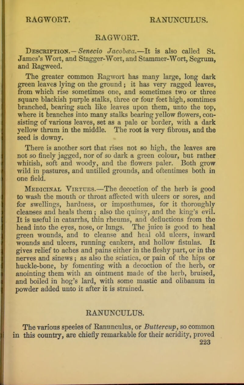 RAGWORT. RANUNCULUS. RAGWORT. Description. — Senecio Jacobcea.—It is also called St. James's Wort, and Stagger-Wort, and Stammer-Wort, Segrum, and Ragweed. The greater common Ragwort has many large, long dark green leaves lying on the ground; it has very ragged leaves, from which rise sometimes one, and sometimes two or three square blackish purple stalks, three or four feet high, somtimes branched, bearing such like leaves upon them, unto the top, where it branches into many stalks bearing yellow flowers, con- sisting of various leaves, set as a pale or border, with a dark yellow thrum in the middle. The root is very fibrous, and the seed is downy. There is another sort that rises not so high, the leaves are not so finely jagged, nor of so dark a green colour, but rather whitish, soft and woody, and the flowers paler. Both grow wild in pastures, and untilled grounds, and oftentimes both in one field. Medicinal Virtues.—The decoction of the herb is good to wash the mouth or throat affected with ulcers or sores, and for swellings, hardness, or imposthumes, for it thoroughly cleanses and heals them ; also the quinsy, and the king's evil. It is useful in catarrhs, thin rheums, and deductions from the head into the eyes, nose, or lungs. The juice is good to heal green wounds, and to cleanse and heal old ulcers, inward wounds and ulcers, running cankers, and hollow fistulas. It gives relief to aches and pains either in the fleshy part, or in the nerves and sinews ; as also the sciatica, or pain of the hips or huckle-bone, by fomenting with a decoction of the herb, or anointing them witli an ointment made of the herb, bruised, and boiled in hog's lard, with some mastic and olibanum in powder added unto it after it is strained. RANUNCULUS. The various speeies of Ranunculus, or Buttercup, so common in this country, are chiefly remarkable for their acridity, proved