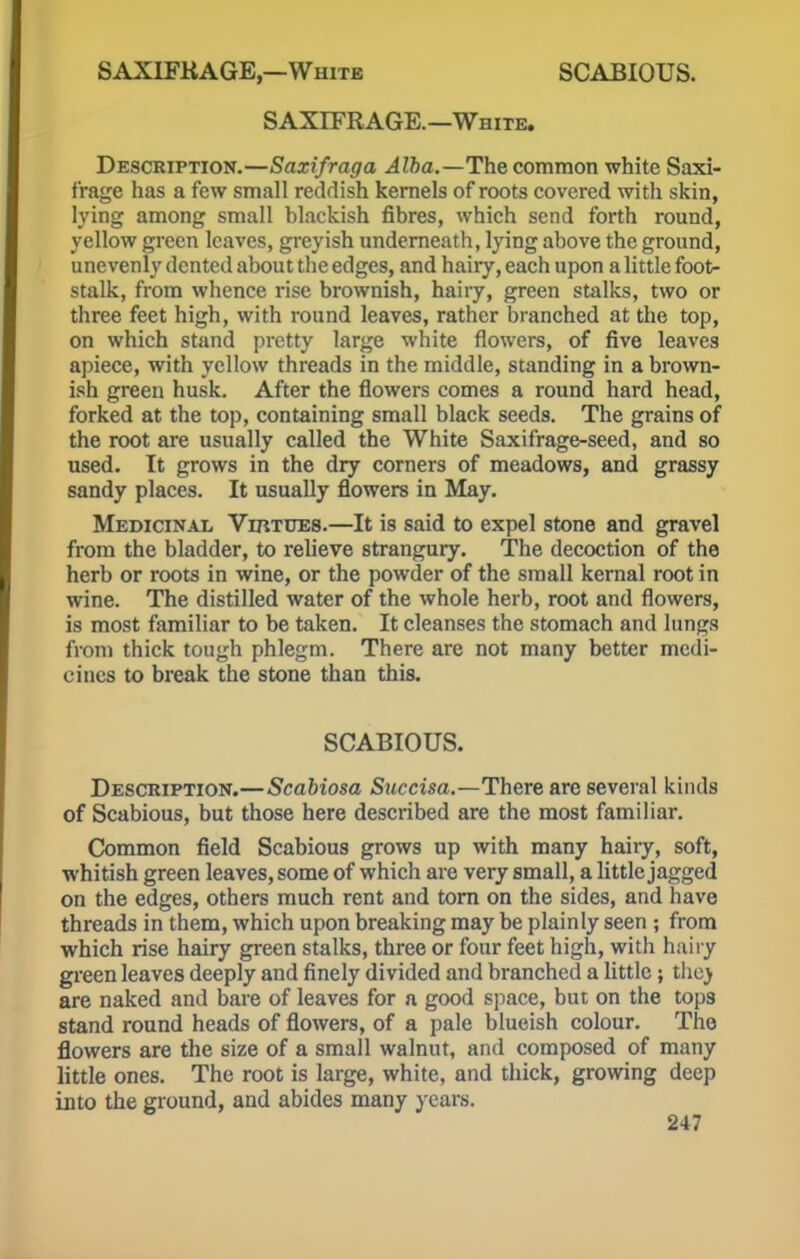 SAXIFRAGE.—White. Description.—Saxifraga Alba.—The common white Saxi- frage has a few small reddish kernels of roots covered with skin, lying among small blackish fibres, which send forth round, yellow green leaves, greyish underneath, lying above the ground, unevenly dented about the edges, and haiiy, each upon a little foot- stalk, from whence rise brownish, hairy, green stalks, two or three feet high, with round leaves, rather branched at the top, on which stand pretty large white flowers, of five leaves apiece, with yellow threads in the middle, standing in a brown- ish green husk. After the flowers comes a round hard head, forked at the top, containing small black seeds. The grains of the root are usually called the White Saxifrage-seed, and so used. It grows in the dry corners of meadows, and grassy sandy places. It usually flowers in May. Medicinal Virtues.—It is said to expel stone and gravel from the bladder, to relieve strangury. The decoction of the herb or roots in wine, or the powder of the small kernal root in wine. The distilled water of the whole herb, root and flowers, is most familiar to be taken. It cleanses the stomach and lungs from thick tough phlegm. There are not many better medi- cines to break the stone than this. SCABIOUS. Description.—Scabiosa Succisa.—There are several kinds of Scabious, but those here described are the most familiar. Common field Scabious grows up with many hairy, soft, whitish green leaves, some of which are very small, a little jagged on the edges, others much rent and torn on the sides, and have threads in them, which upon breaking may be plainly seen ; from which rise hairy green stalks, three or four feet high, with hairy green leaves deeply and finely divided and branched a little ; they are naked and bare of leaves for a good space, but on the tops stand round heads of flowers, of a pale blueish colour. The flowers are the size of a small walnut, and composed of many little ones. The root is large, white, and thick, growing deep into the ground, and abides many years.