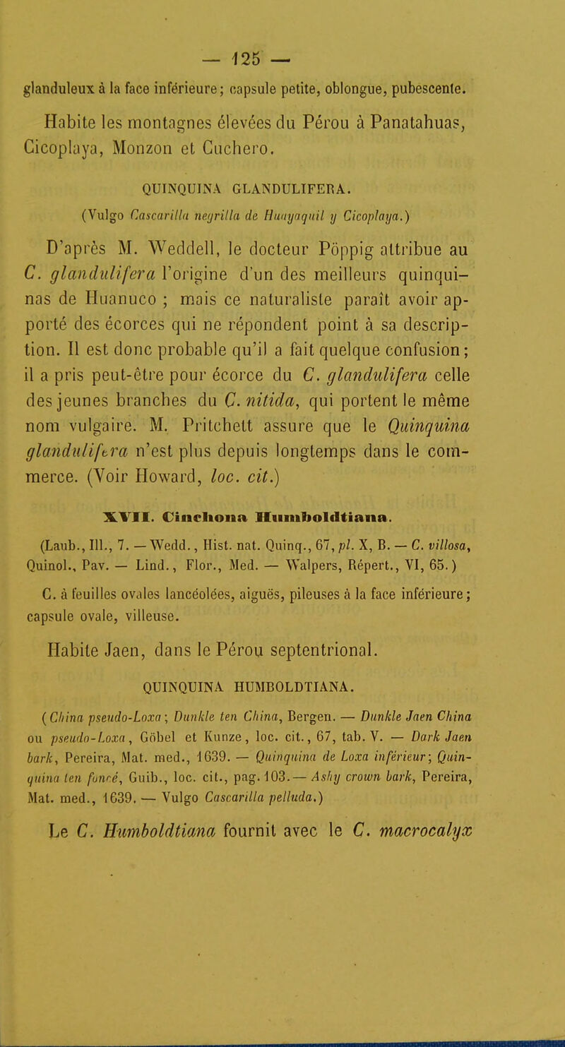 glanduleux à la face inférieure; capsule petite, oblongue, pubescente. Habite les montagnes élevées du Pérou à Panatahuas, Cicoplaya, Monzon et Cuchero. QUINQUINA GLANDULIFERA. (Vulgo Cascarilla neyrilla de Hunynquil y Cicoplaya.) D'après M. Wecldell, le docteur Poppig attribue au C. glandulifera l'origine d'un des meilleurs quinqui- nas de Huanuco ; mais ce naturaliste paraît avoir ap- porté des écorces qui ne répondent point à sa descrip- tion. Il est donc probable qu'il a fait quelque confusion; il a pris peut-être pour écorce du C. glandulifera celle des jeunes branches du C. nitida, qui portent le même nom vulgaire. M. Pritchett assure que le Quinquina glanduliftra n'est plus depuis longtemps dans le com- merce. (Voir Howard, loc. cit.) XVII. Ciiicliona Himiboldtiana. (Laub., 111., 7. — Wedd., Hist. nat. Quinq., 67, pl. X, B. — C. villosa, Quinol., Pav. — Lind., Flor., Med. — Walpers, Répert., VI, 65.) C. à feuilles ovales lancéolées, aiguës, pileuses à la face inférieure; capsule ovale, villeuse. Habite Jaen, dans le Pérou septentrional. QUINQUINA HUMBOLDTIANA. (China pseudo-Loxa ; Dunlde ten China, Bergen. — Dunkle Jaen China ou pseudo-Loxa, Gobel et Kunze, loc. cit., 67, tab. V. — Dark Jaen bark, Pereira, Mat. med., 1639. — Quinquina de Loxa inférieur; Quin- quina ten foncé, Guib., loc. cit., pag. 103.— Ashy crown bark, Pereira, Mat. med., 1639. — Vulgo Cascarilla pelluda.) Le C. Humboldtiana fournit avec le C. macrocalyx