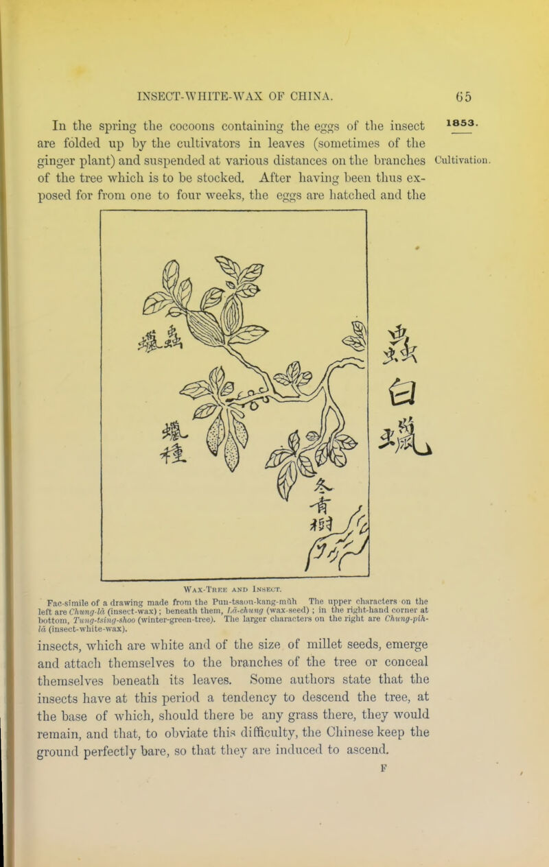 In the spring the cocoons containing the eggs of the insect 1853- are folded up by the cultivators in leaves (sometimes of the ginger plant) and suspended at various distances on the branches Cultivation, of the tree which is to be stocked. After having been thus ex- posed for from one to four weeks, the eggs are hatched and the Wax Trkk and Insect. Fac-simile of a drawing made from the Pmi-tsaon-kang-muh The upper characters on the left are Chung-la (insect-wax); beneath them, l/i-chung (wax-seed) ; in the right-hand corner at bottom, Tung-tsing-slwo (winter-green-tree). The larger characters on the right are Chung-pih- Id (insect-white-wax). insects, which are white and of the size of millet seeds, emerge and attach themselves to the branches of the tree or conceal themselves beneath its leaves. Some authors state that the insects have at this period a tendency to descend the tree, at the base of which, should there be any grass there, they would remain, and that, to obviate this difficulty, the Chinese keep the ground perfectly bare, so that they are induced to ascend.
