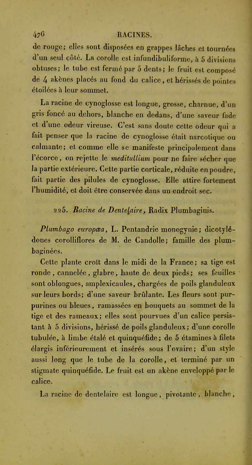 de rouge; elles sont disposées en grappes lâches et tournées d'un seul côté. La corolle est infundibuliforme, à 5 divisions obtuses; le tube est fermé par 5 dents; le fruit est composé de 4 akènes placés au fond du calice, et hérissés de pointes étoilées à leur sommet. La racine de cynoglosse est longue, grosse, charnue, d'un gris foncé au dehors, blanche en dedans, d'une saveur fade et d'une odeur vireuse. C'est sans doute cette odeur qui a fait penser que la racine de cynoglosse était narcotique ou calmante; et comme elle se manifeste principalement dans l'écorce, on rejette le meditullium pour ne faire sécher que la partie extérieure. Cette partie corticale, réduite en poudre, fait partie des pilules de cynoglosse. Elle attire fortement l'humidité, et doit être conservée dans un endroit sec. 2 25. Bacine de Dentefaire, Radix Plumbaginis. Plumbago europœa, L. Pentandrie monogynie ; dicotylé- dones corolliflores de M. de Candolle; famille des plum- baginées. Cette plante croît dans le midi de la France; sa tige est ronde, cannelée, glabre, haute de deux pieds; ses feuilles sont oblongues, amplexicaules, chargées de poils glanduleux sur leurs bords; d'une saveur brillante. Les fleurs sont pur- purines ou bleues, ramassées en bouquets au sommet de la tige et des rameaux; elles sont pourvues d'un calice persis- tant à 5 divisions, hérissé de poils glanduleux; d'une corolle tubulée, à limbe étalé et quinquéfîde; de 5 étamines à filets élargis inférieurement et insérés sous l'ovaire; d'un style aussi long que le tube de la corolle, et terminé par un stigmate quinquéfîde. Le fruit est un akène enveloppé par le calice. La racine de dentelaire est longue, pivotante, blanche,