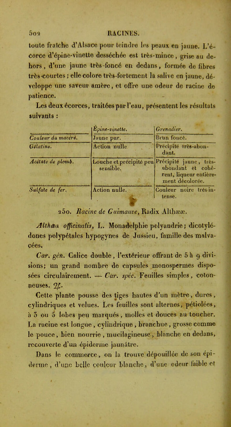 toule fraîche d'Alsace pour teindre les peaux en jaune. L'é- corce d'épine-vinetto desséchée est très-mince, grise ou de- hors , d'une jaune très -foncé en dedans, formée de fibres très-courtes ; elle colore très-fortement la salive en jaune, dé- veloppe une saveur amère, et offre une odeur de racine de patience. Les deuxécorces, traitées par l'eau, présentent les résultats suivants : Couleur du macéré. Gélatine. Acétate de plomb. Sulfate de fer. Epine-vinette. Jaune pur. Action nulle Louche et précipité peu sensible. Action nulle. Grenadier. Brun foncé. Précipité très-abon- dant. Précipité jaune, très- abondant èt cohé- rent, liqueur entière- ment décolorée. Couleur noire trésiu- tense. 2Ôo. Racine de Guimauve, Radix Allhaeae. Allhaa oflicinalis, L. Monadelphie polyandrie ; dicotylé- dones polypétales hypogynes de Jussieu, famille des malva- cées. Car. gén. Galice double, l'extérieur offrant de 5 à 9 divi- sions; un grand nombre de capsules monospermes dispo- sées circulairement. — Car. spéc. Feuilles simples, coton- neuses. Cette plante pousse des tiges hautes d'un mètre, dures, cylindriques et velues. Les feuilles sont alternes, pétiolées, h 3 ou 5 lobes peu marqués, molles et douces au toucher. La racine est longue, cylindrique, branchue, grosse comme le pouce, bien nourrie , mucilagineuse, blanche en dedans, recouverte d'un épiderme jaunâtre. Dans le commerce, on la trouve dépouillée de son épi- dermo, d'une belle couleur blanche, d'une odeur faible et